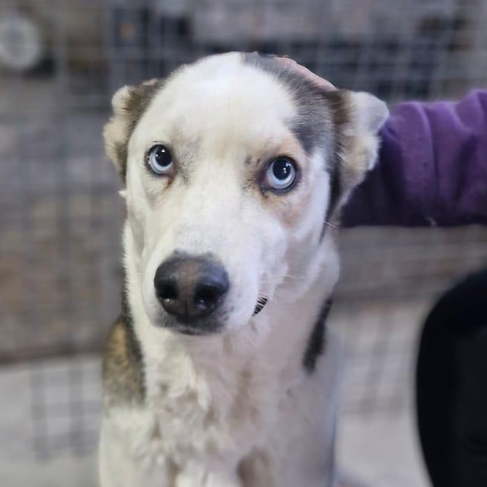 Chelsea, a Adoptable Husky in Pierrefonds, QC image 1/6