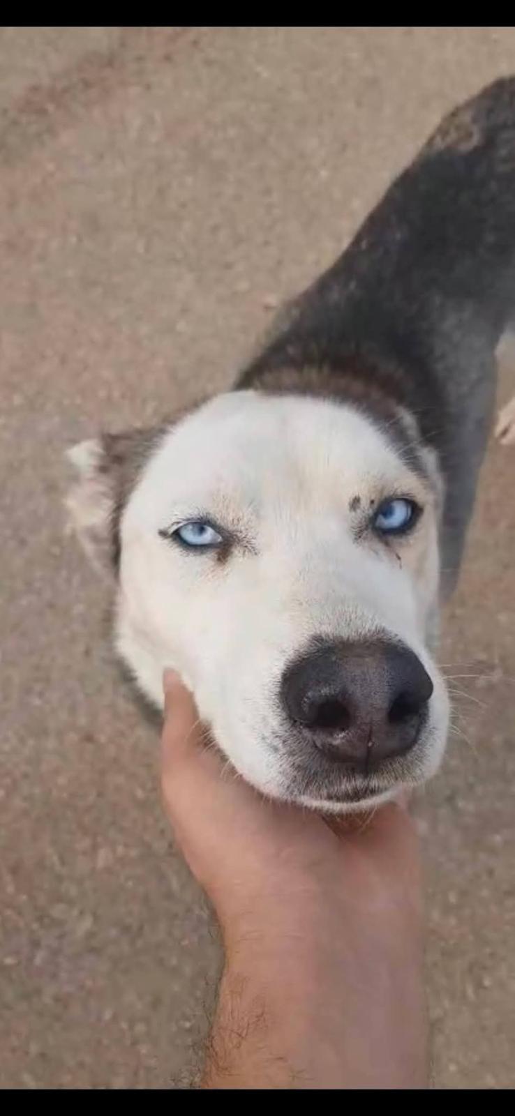 Chelsea, a Adoptable Husky in Pierrefonds, QC image 3/6