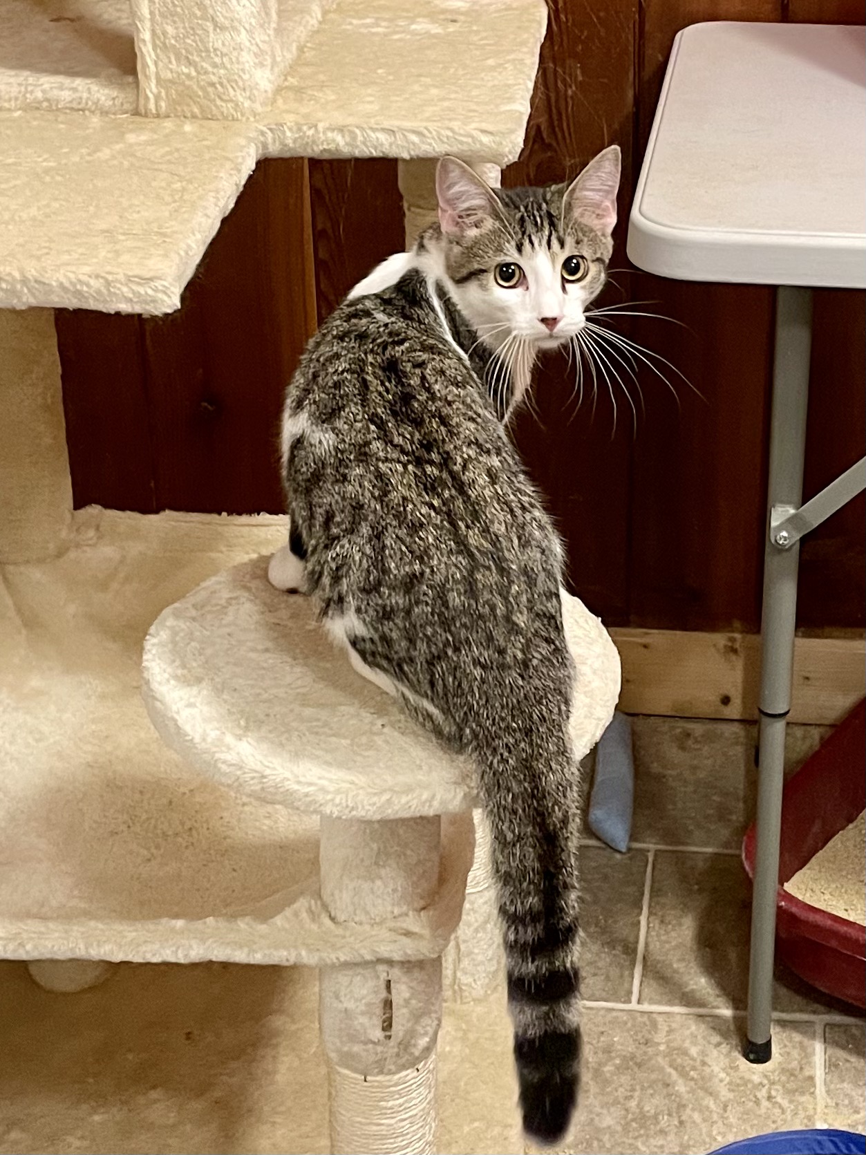 Madden, a Adopted Domestic Short Hair in Lakewood, NY image 1/3