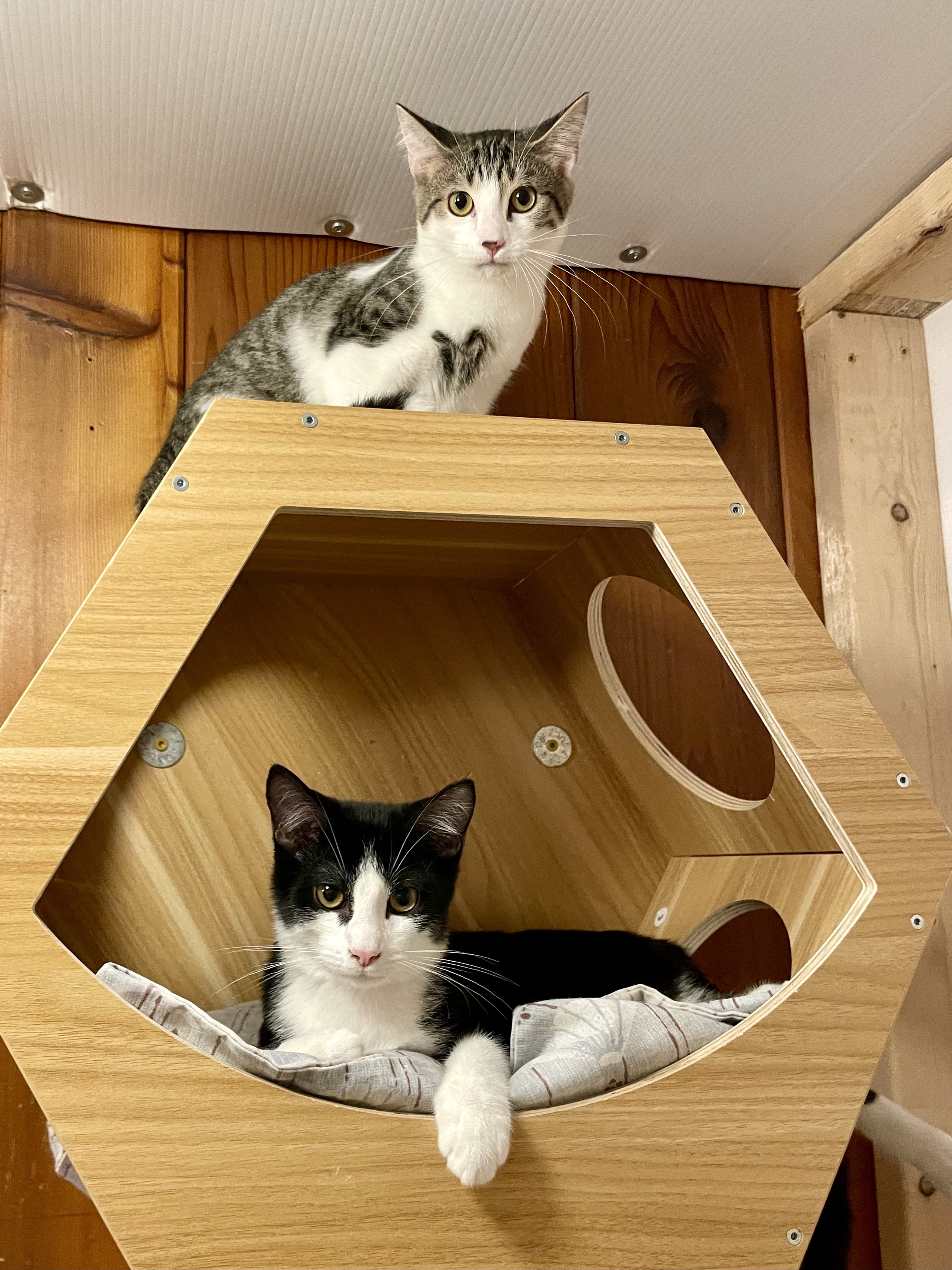 Madden, a Adopted Domestic Short Hair in Lakewood, NY image 2/3