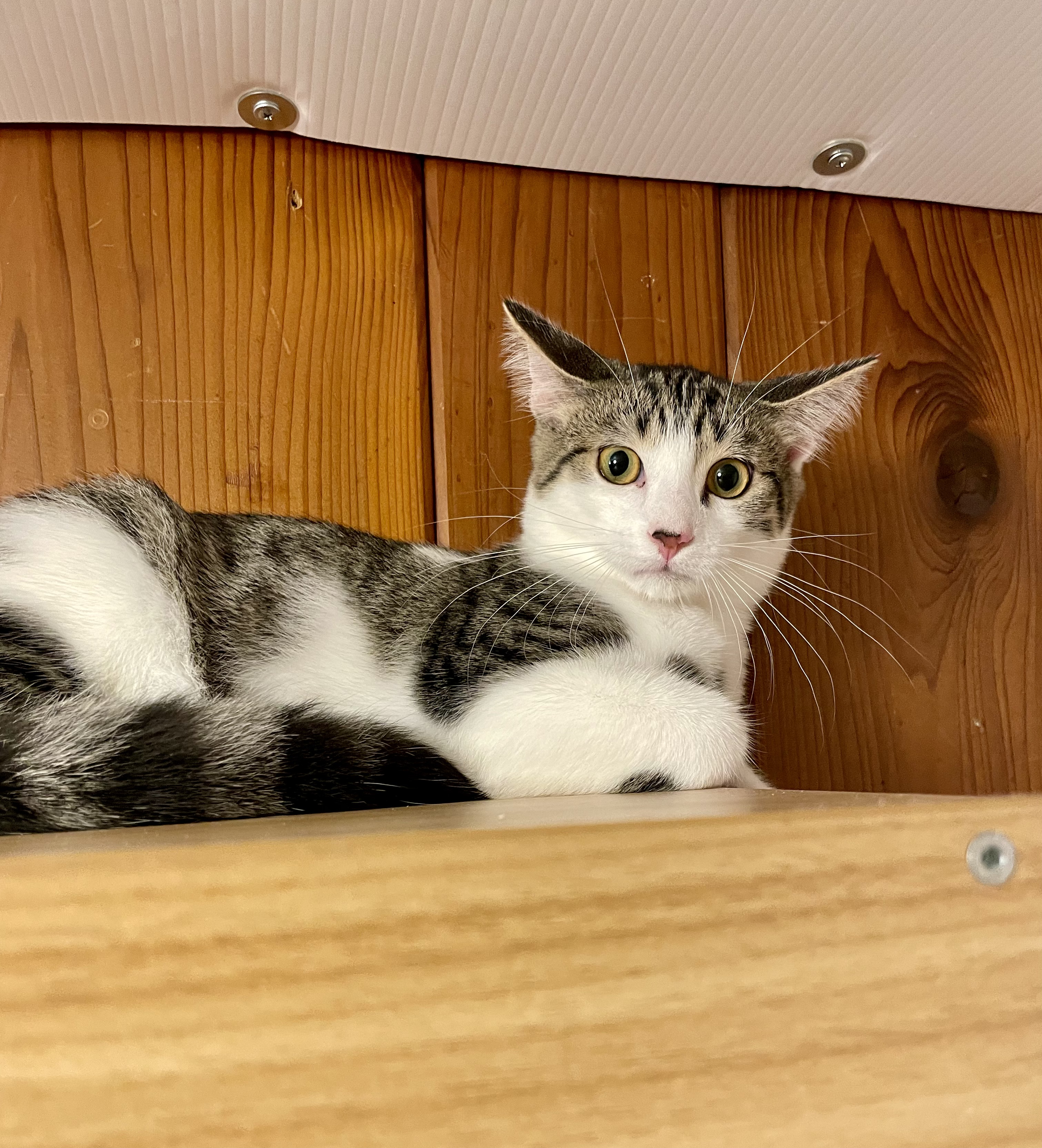 Madden, a Adopted Domestic Short Hair in Lakewood, NY image 3/3