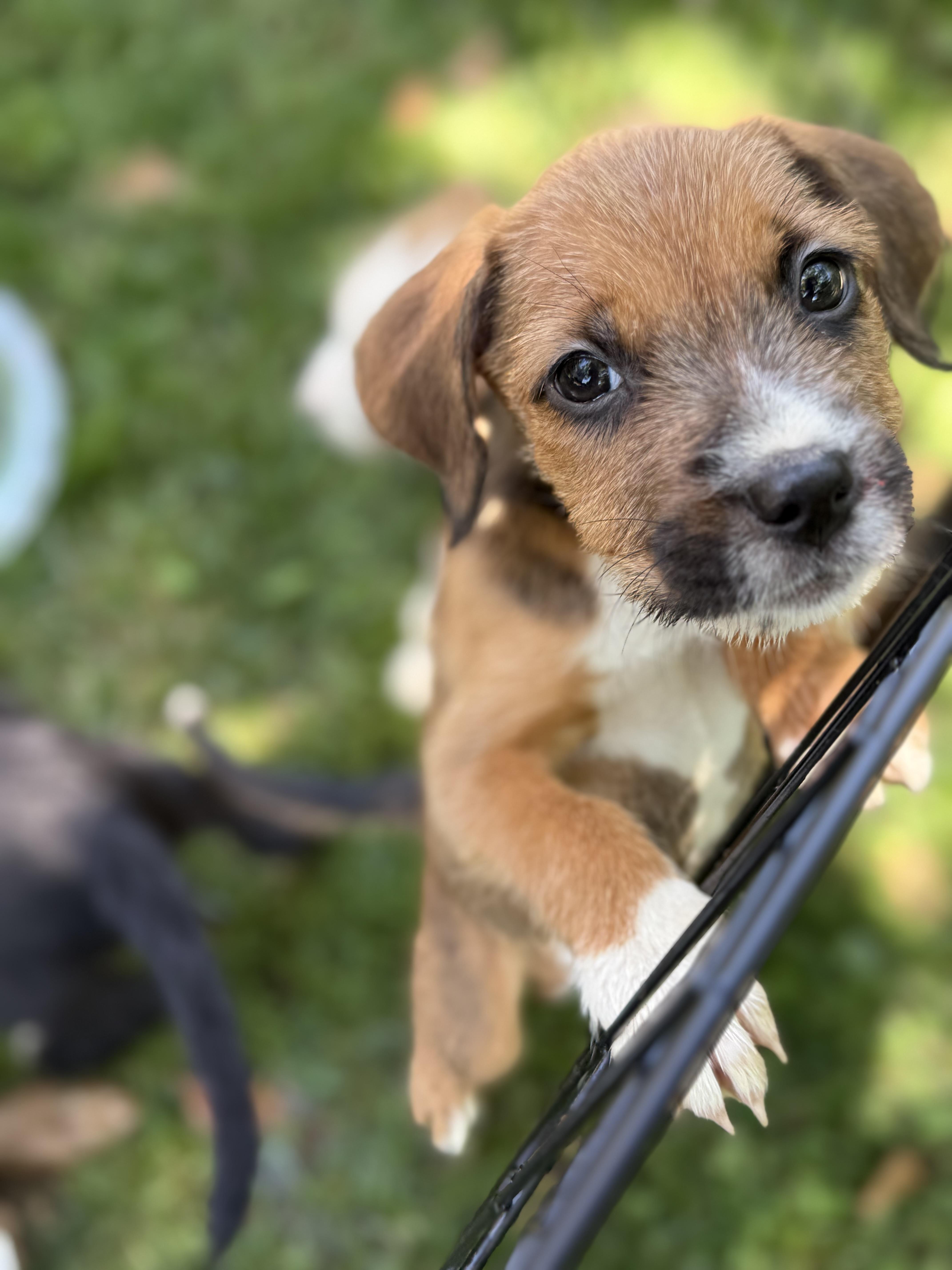 Reba, Adoptable, Puppy Female Irish Terrier.