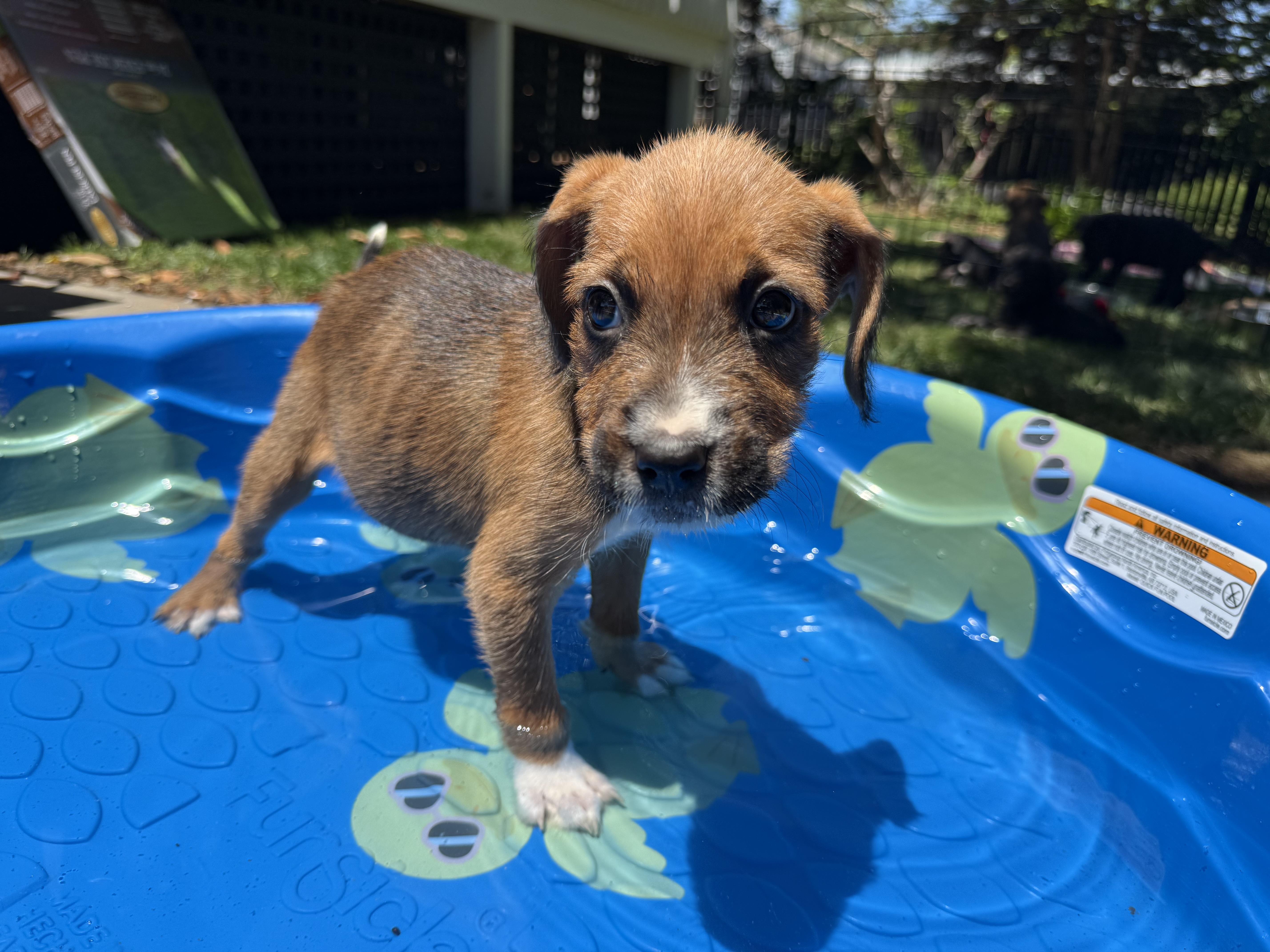 Reba, a Adoptable Irish Terrier in Hillsborough, NC image 2/4