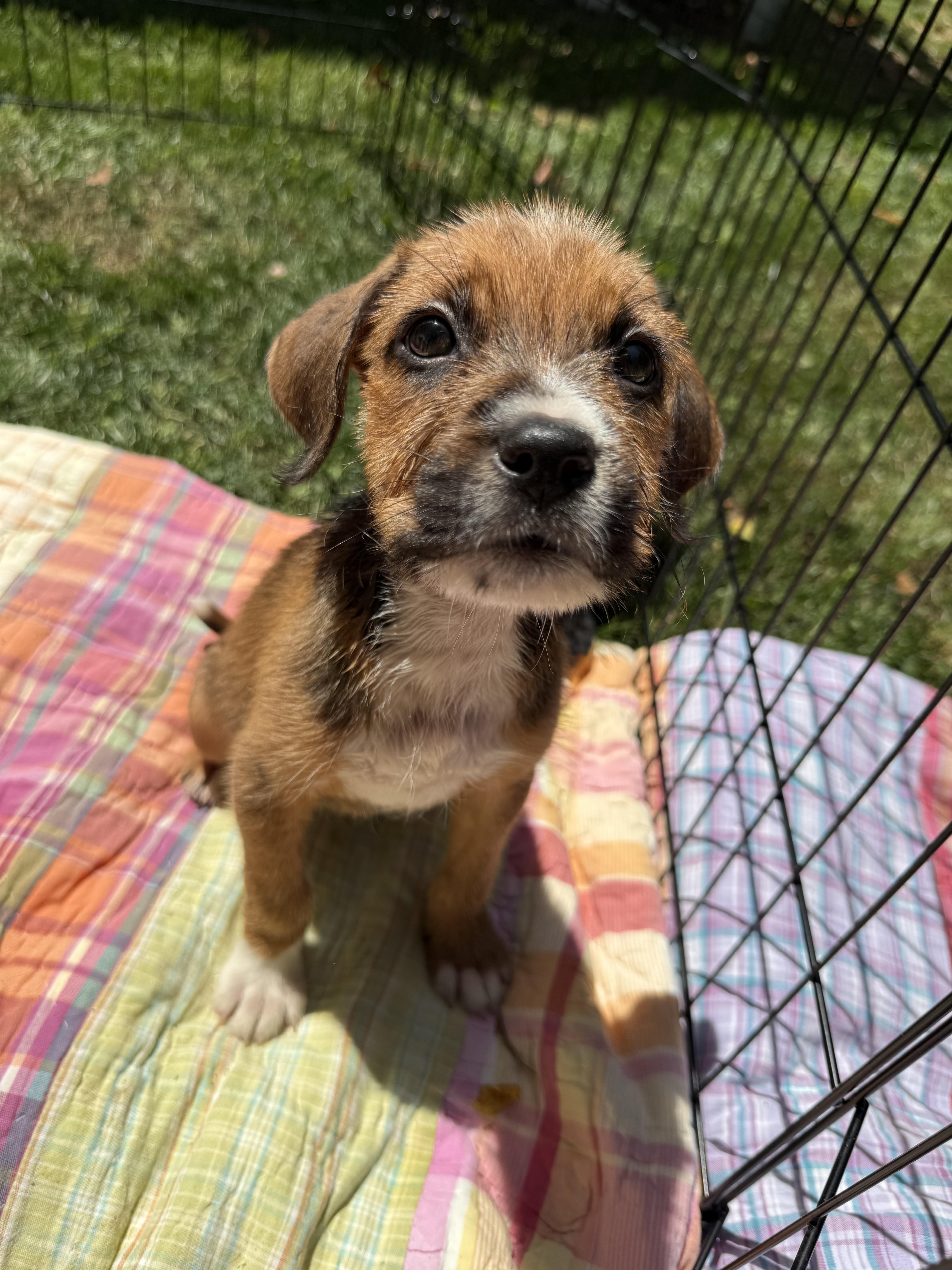 Reba, a Adoptable Irish Terrier in Hillsborough, NC image 3/4