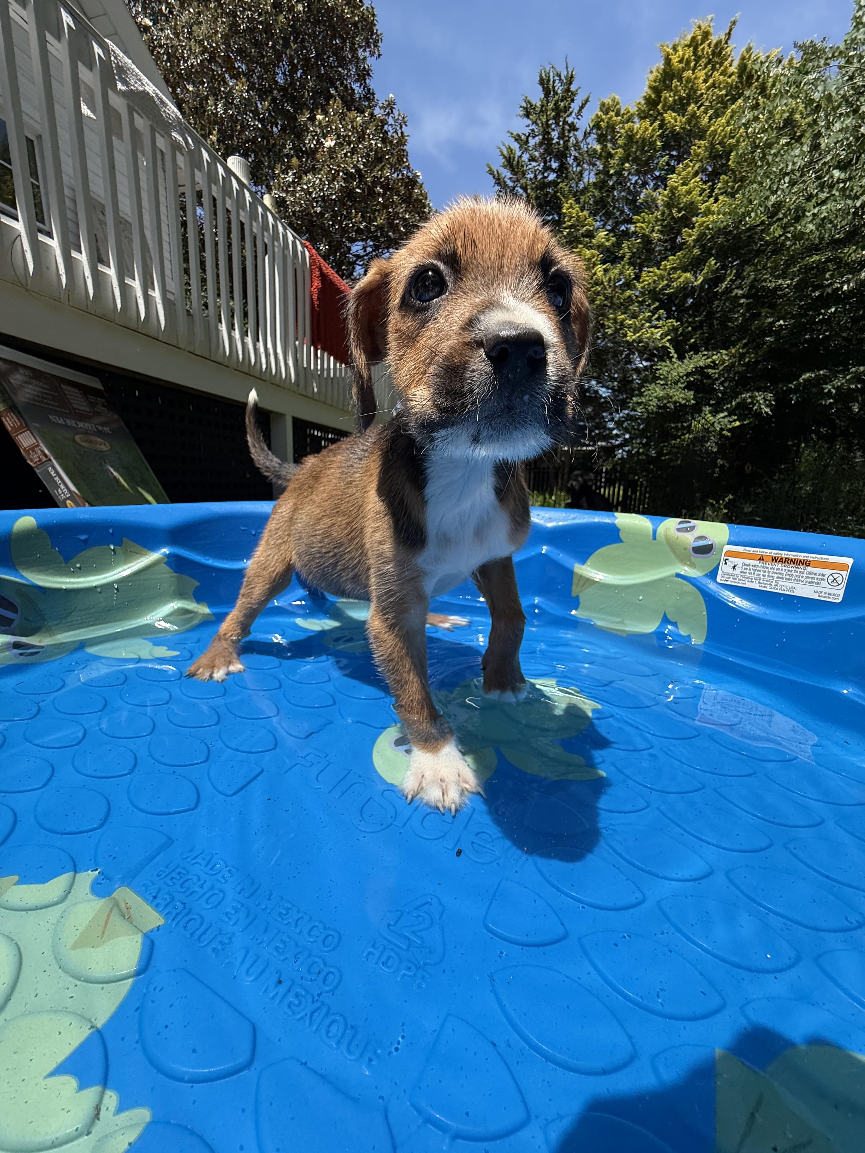 Reba, a Adoptable Irish Terrier in Hillsborough, NC image 4/4