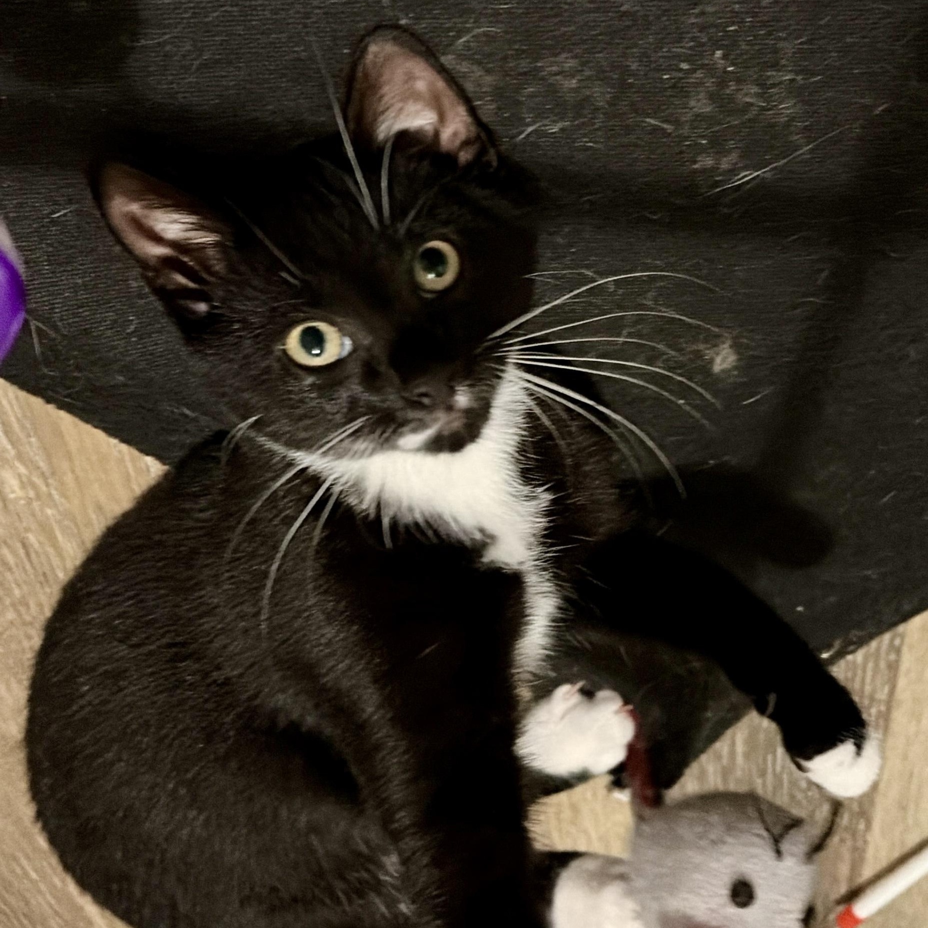 Enlarge Goob, a Adopted Domestic Short Hair in Andover, CT image 1/6