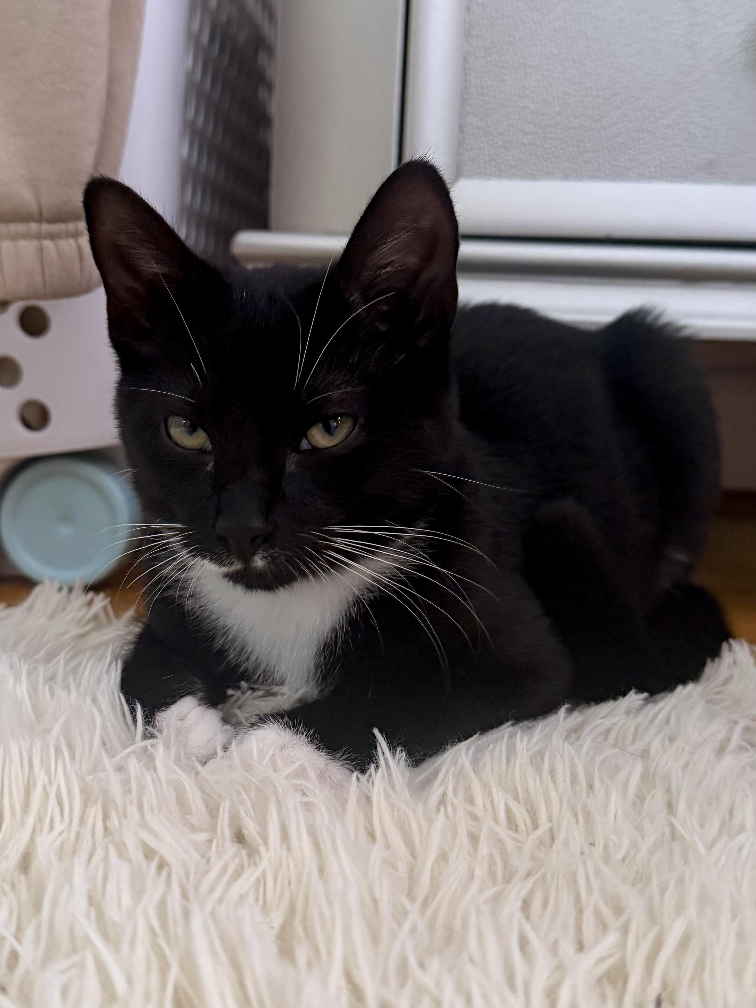 Enlarge Goob, a Adopted Domestic Short Hair in Andover, CT image 2/6