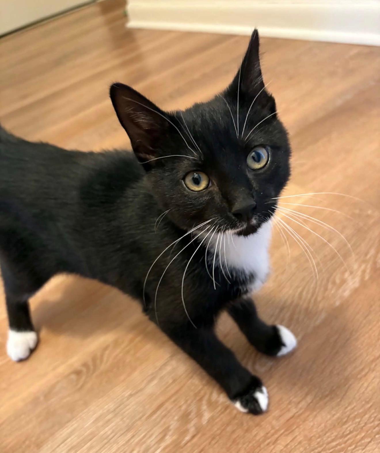 Enlarge Goob, a Adopted Domestic Short Hair in Andover, CT image 3/6