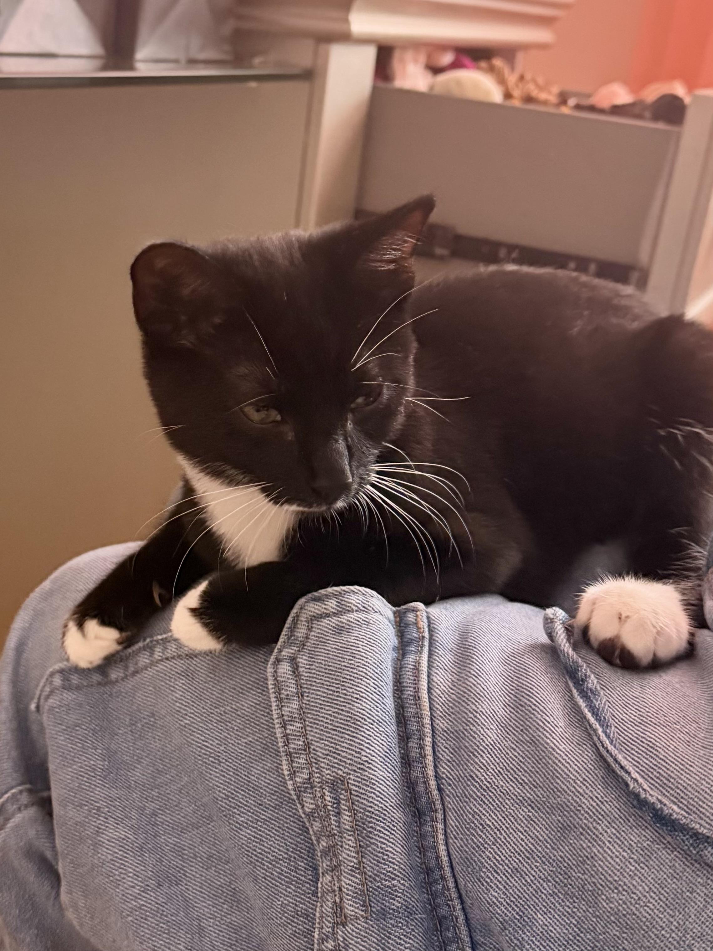 Enlarge Goob, a Adopted Domestic Short Hair in Andover, CT image 6/6