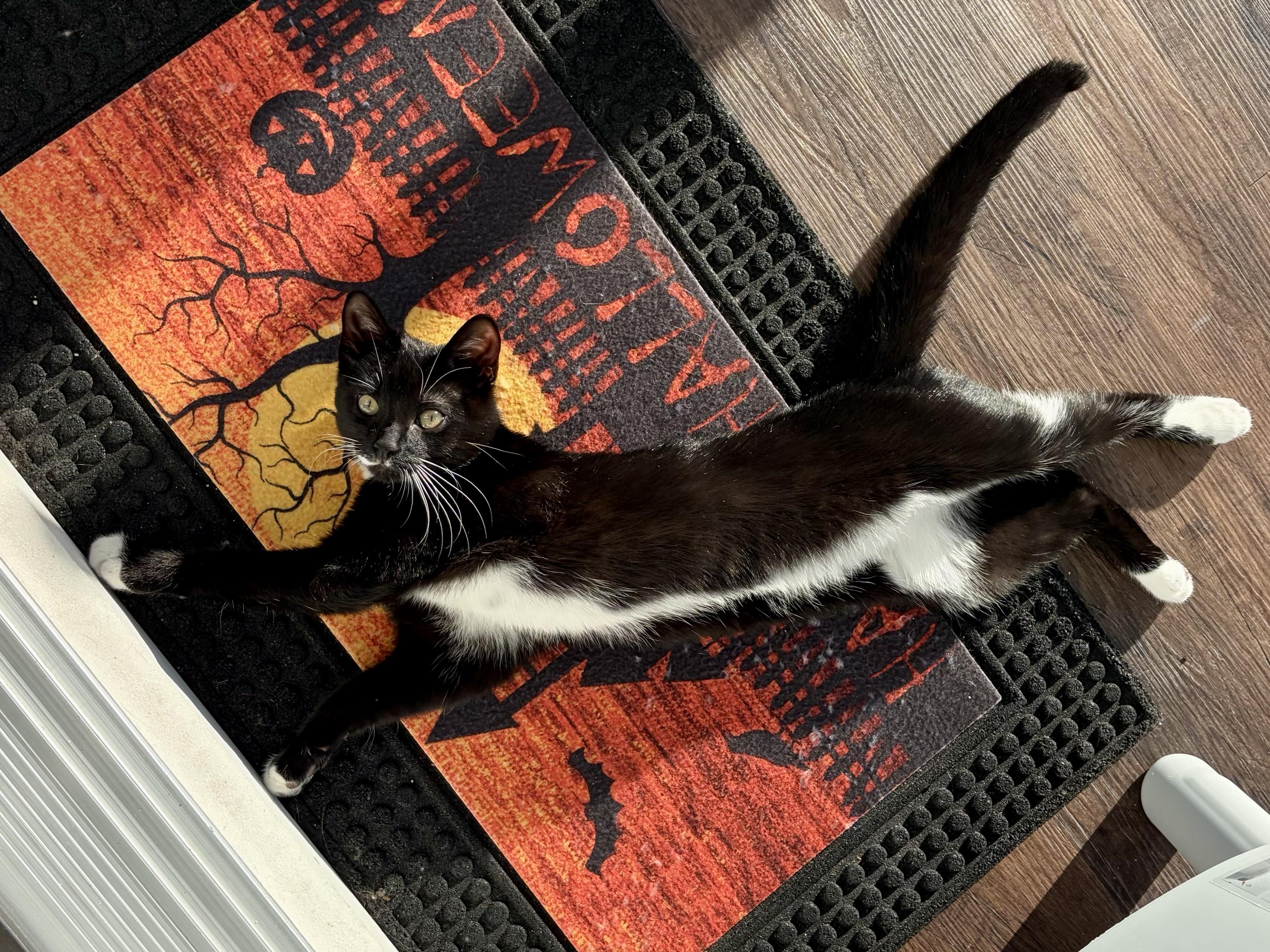Enlarge Goob, a Adopted Domestic Short Hair in Andover, CT image 5/6