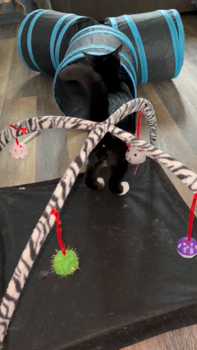 Enlarge Goob, a Adopted Domestic Short Hair in Andover, CT video 4/6
