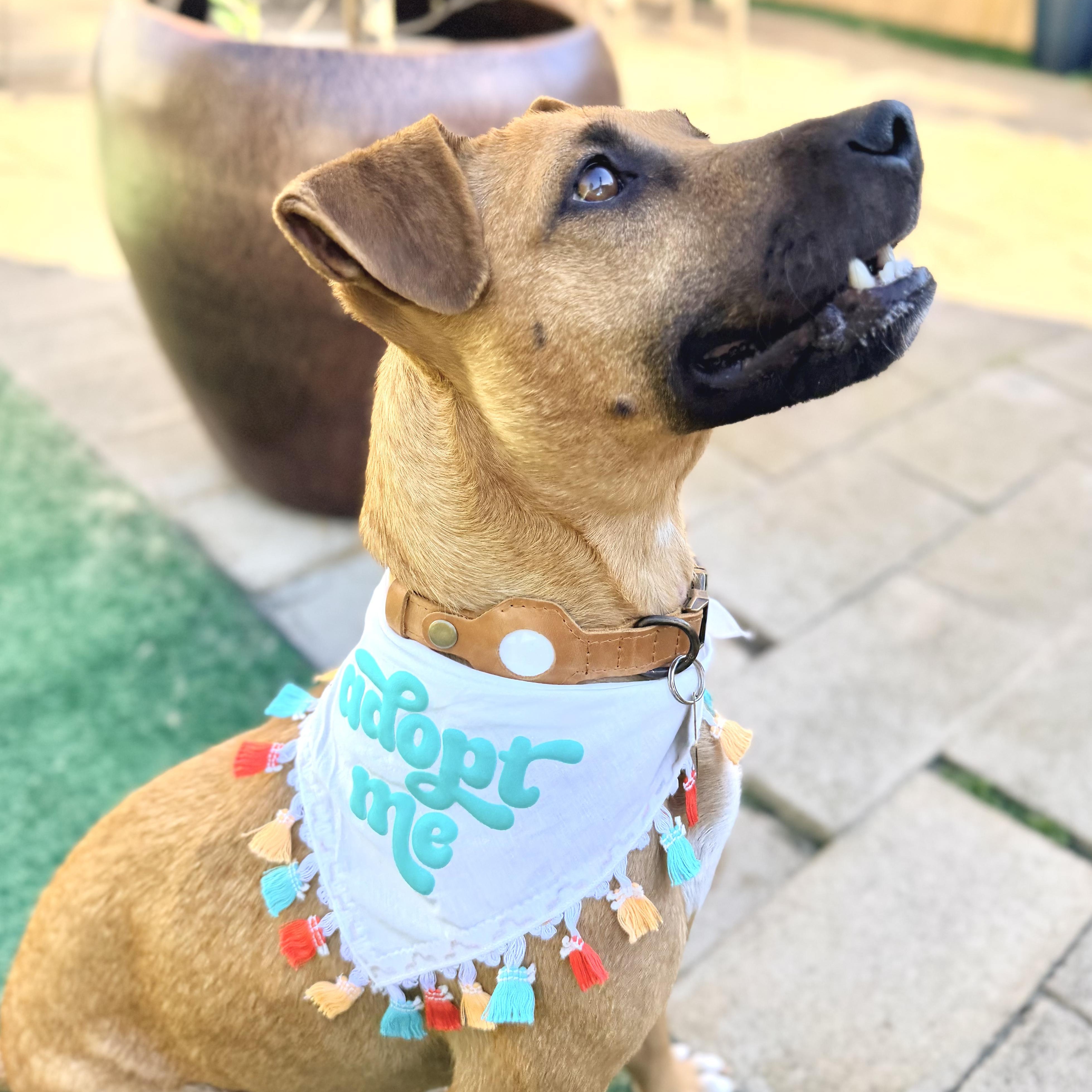 Enlarge Dasha, an adopted Mixed Breed in Los Angeles, CA image 5/5