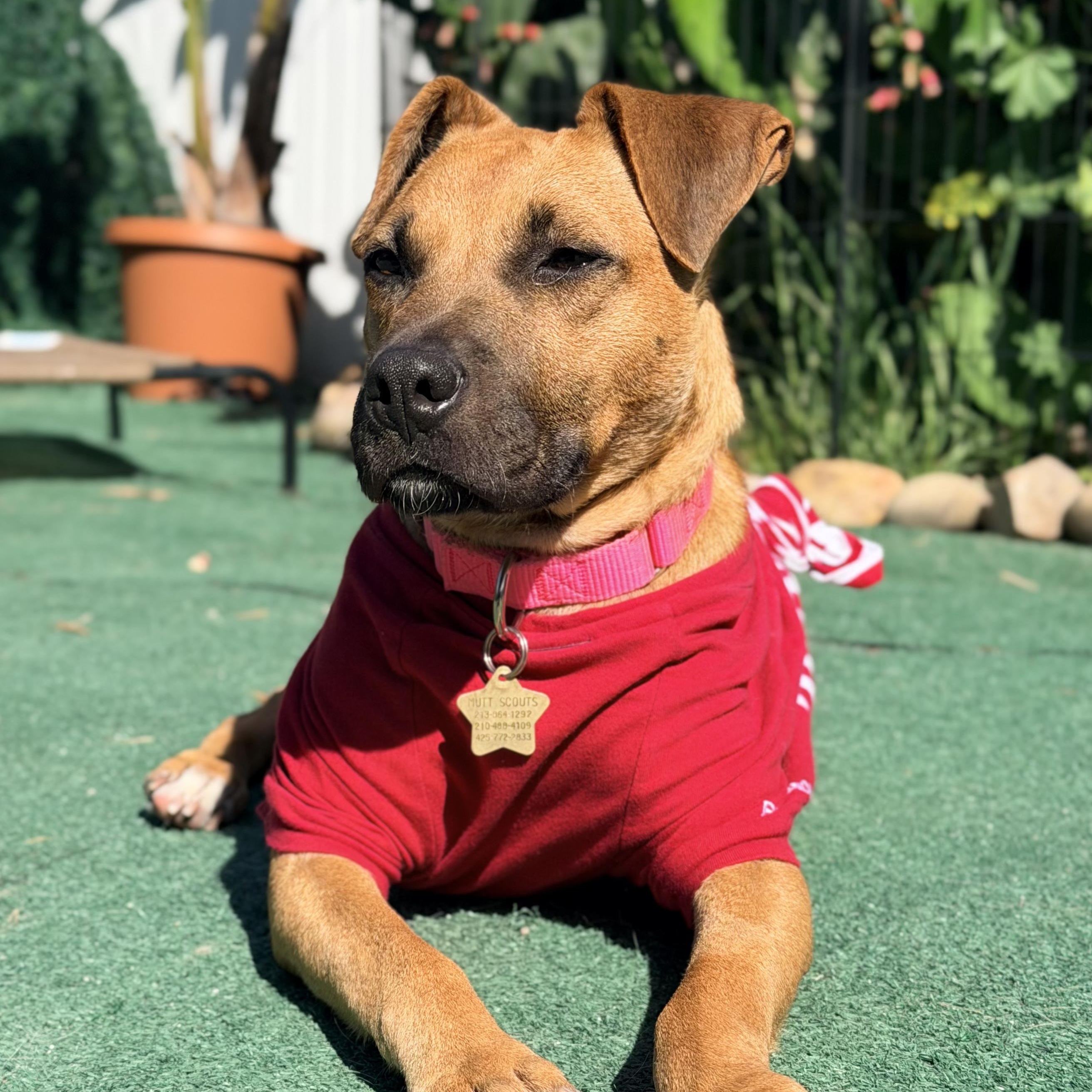 Enlarge Dasha, an adopted Mixed Breed in Los Angeles, CA image 1/5