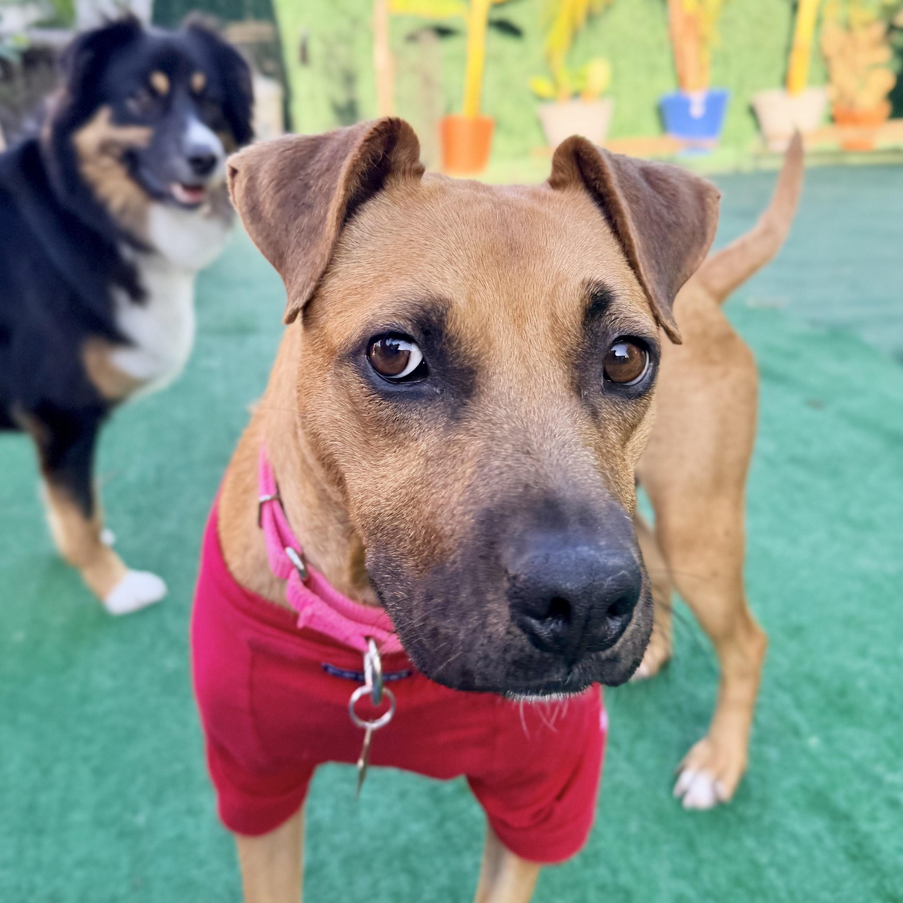 Enlarge Dasha, an adopted Mixed Breed in Los Angeles, CA image 4/5