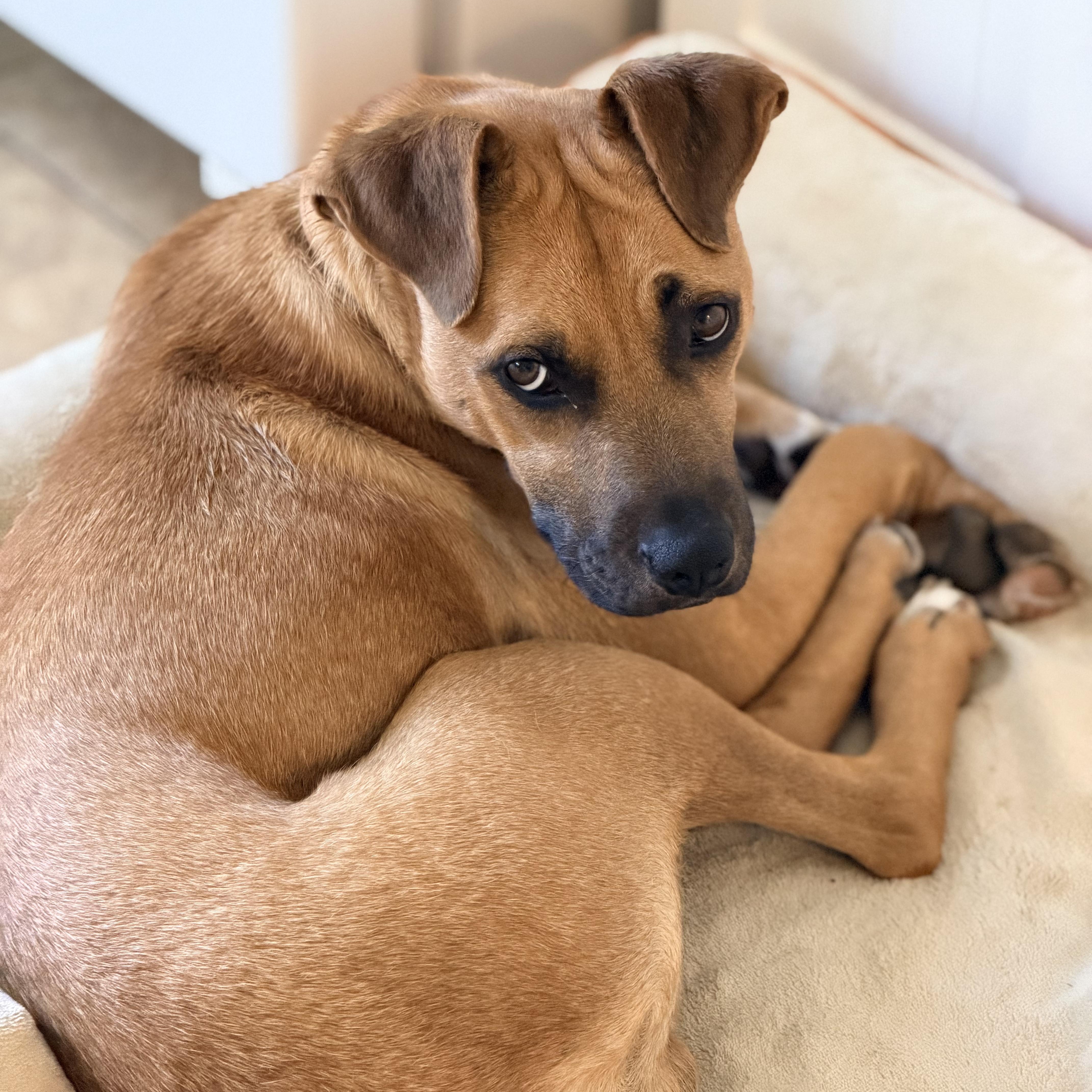Enlarge Dasha, an adopted Mixed Breed in Los Angeles, CA image 2/5