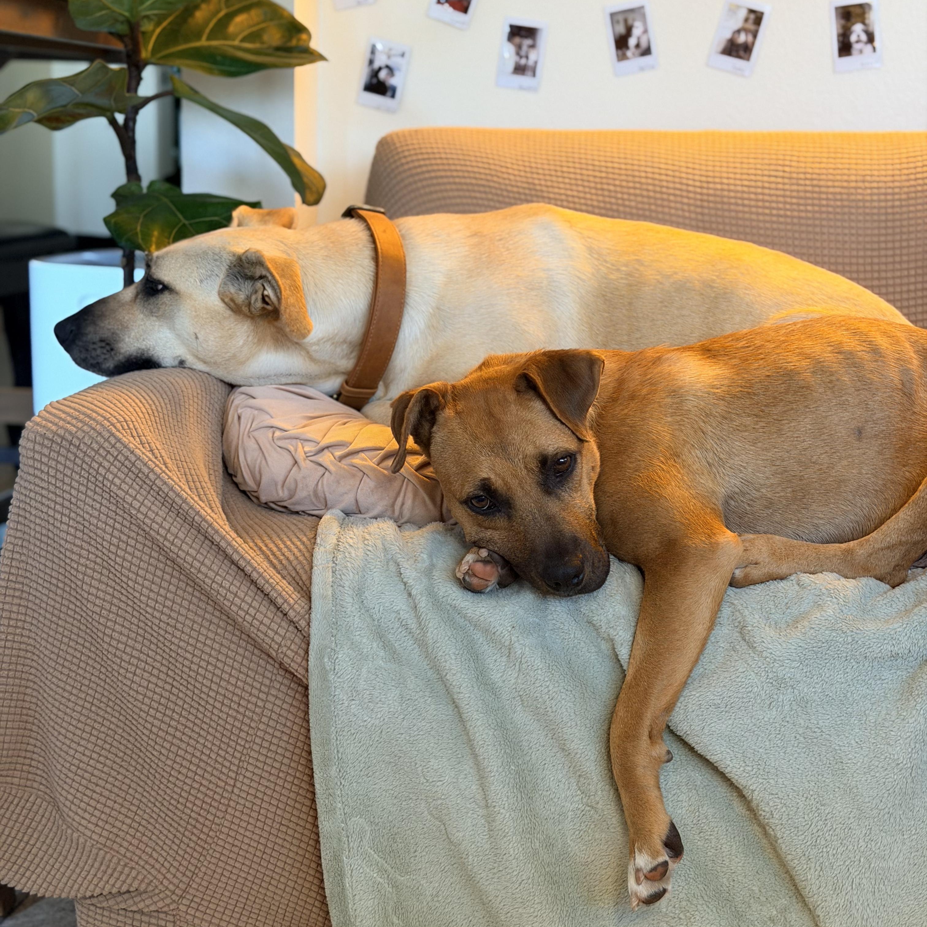 Enlarge Dasha, an adopted Mixed Breed in Los Angeles, CA image 3/5