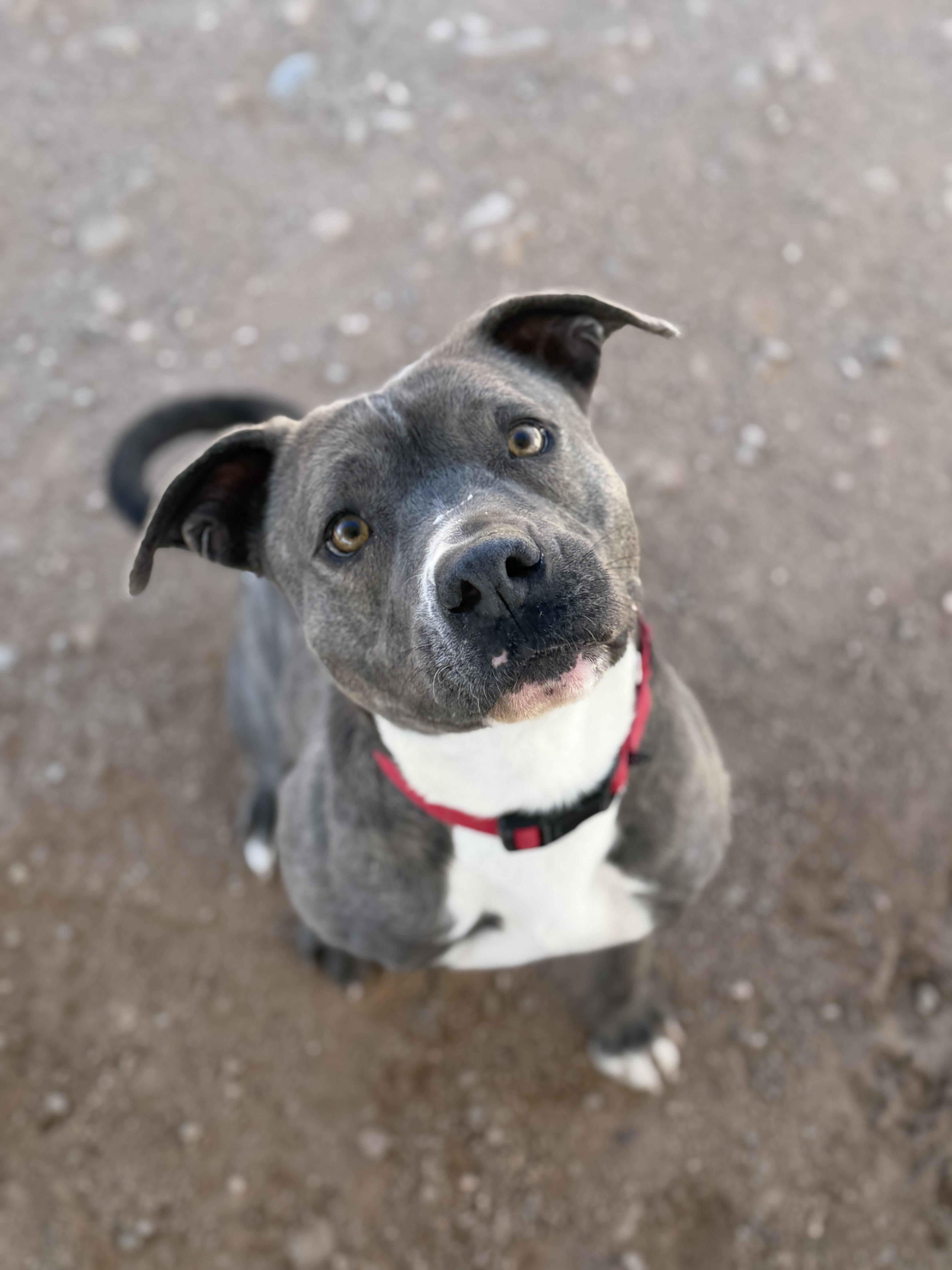 Indie, Adoptable, Adult Female Pit Bull Terrier.