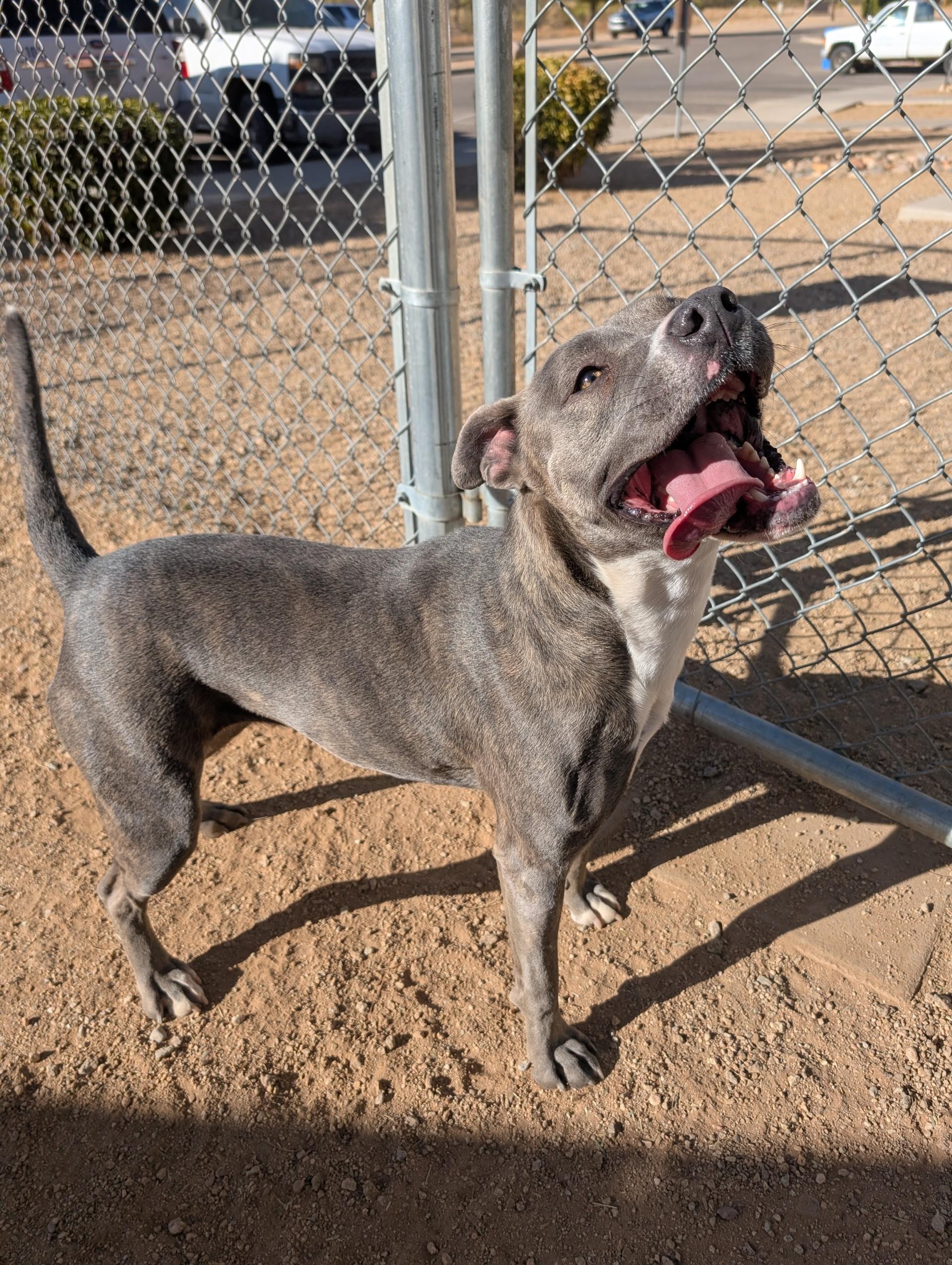 Enlarge Indie, a Adoptable Pit Bull Terrier in Sierra Vista, AZ image 2/3