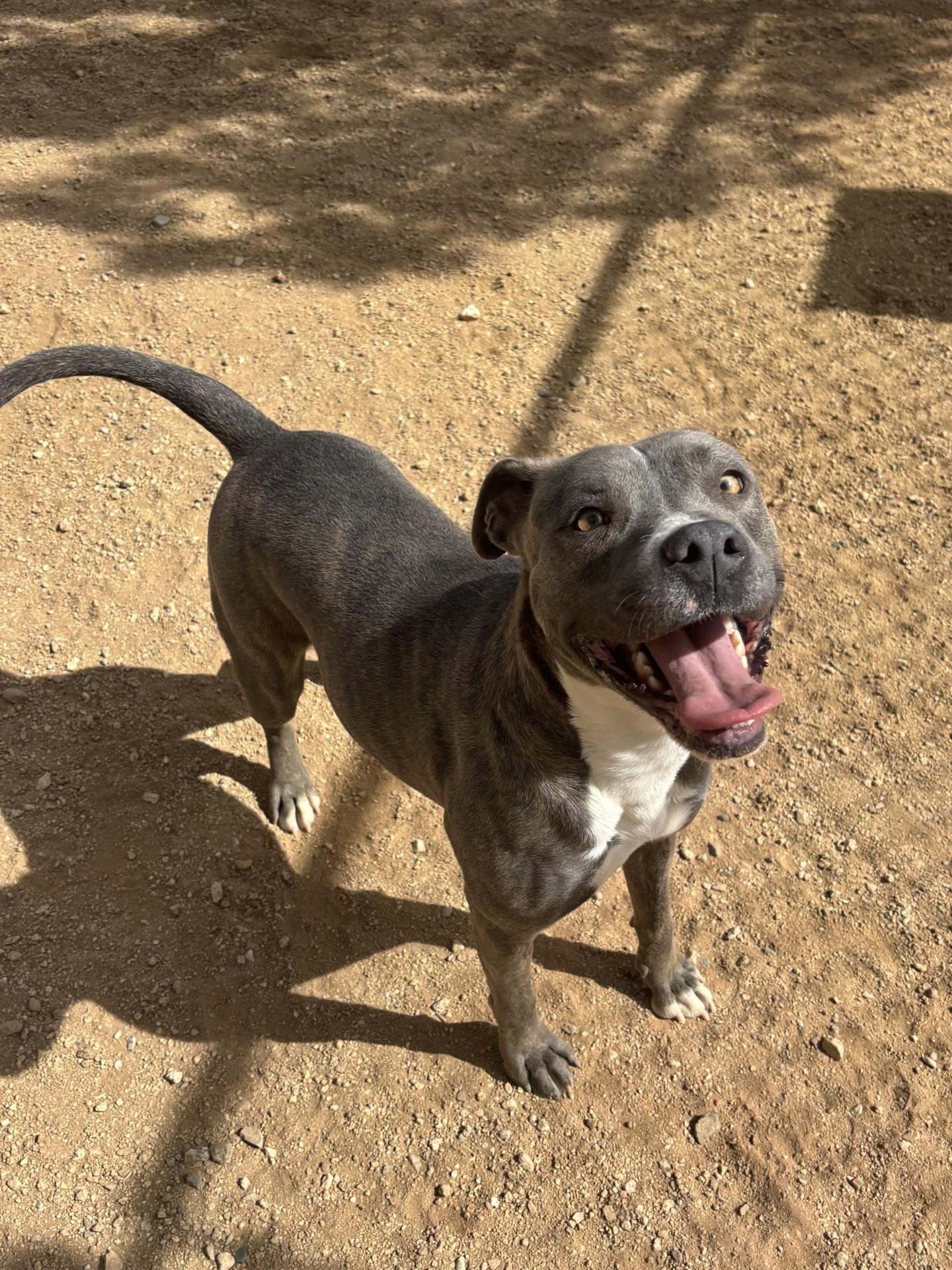 Enlarge Indie, a Adoptable Pit Bull Terrier in Sierra Vista, AZ image 1/3