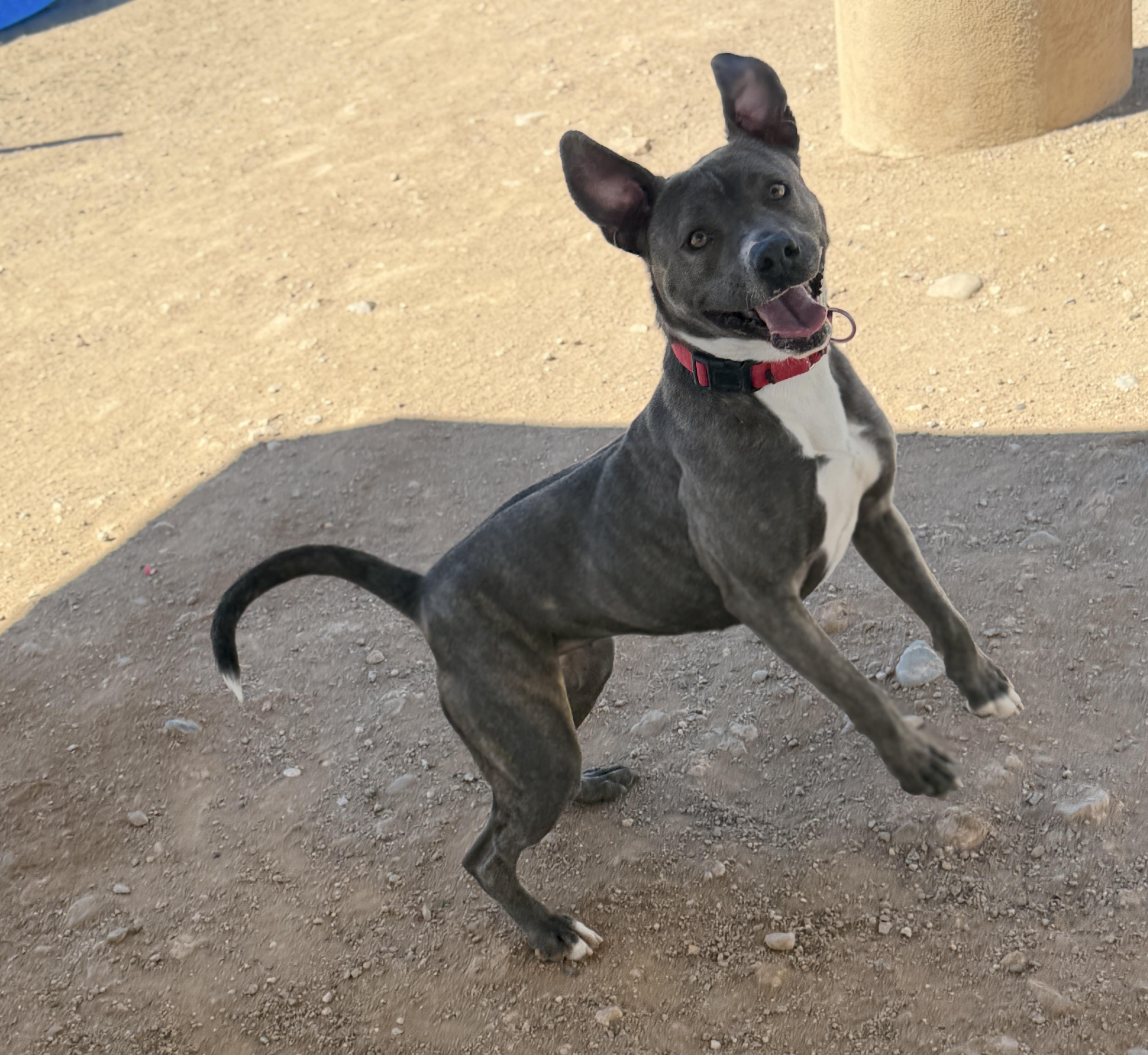 Enlarge Indie, a Adoptable Pit Bull Terrier in Sierra Vista, AZ image 5/5