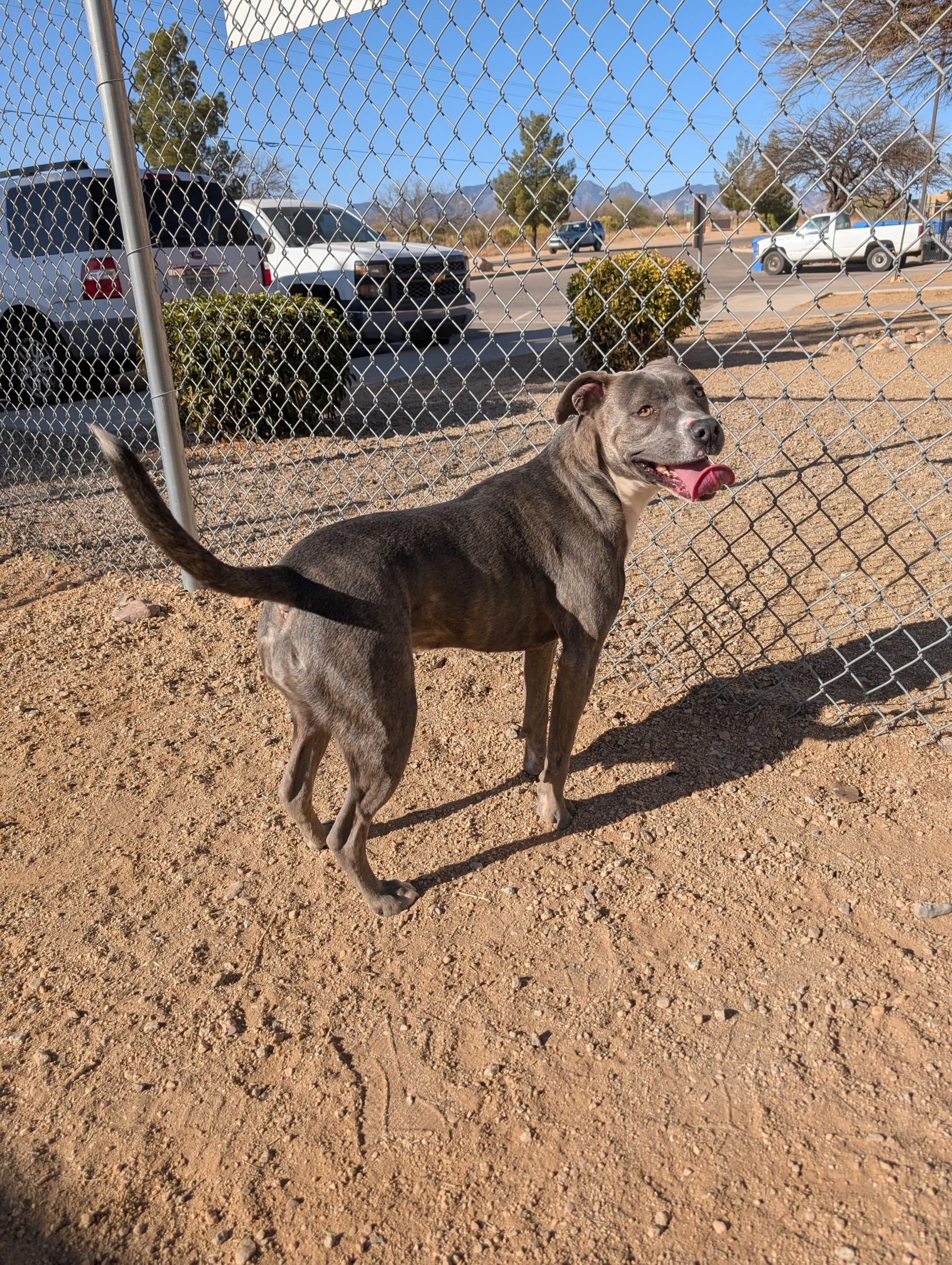 Enlarge Indie, a Adoptable Pit Bull Terrier in Sierra Vista, AZ image 3/3