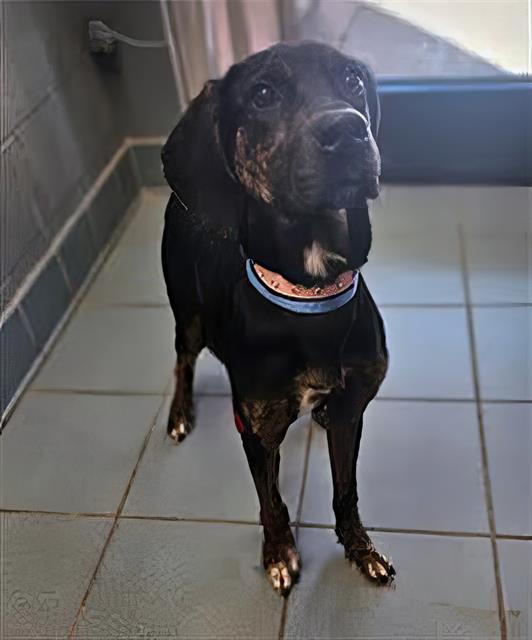 Enlarge DENALI, a Adoptable Mixed Breed in Nashville, TN image 1/1