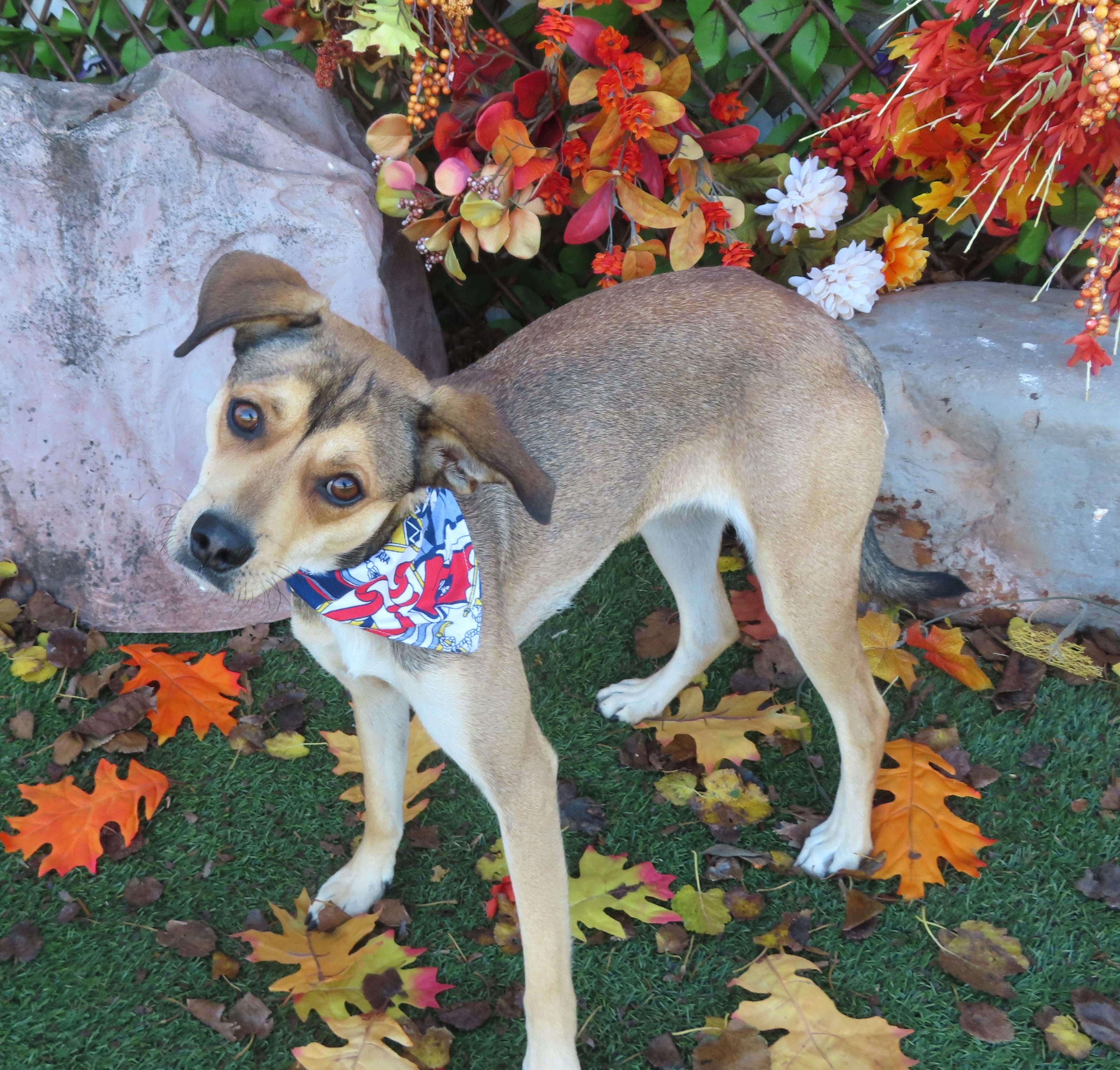 CHEER 466119 Only27Pounds!