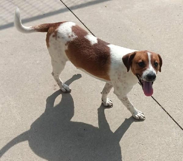 Enlarge WILLIAM **25-30 pounds**, a Adoptable mixed breed in Louisville, KY image 1/1
