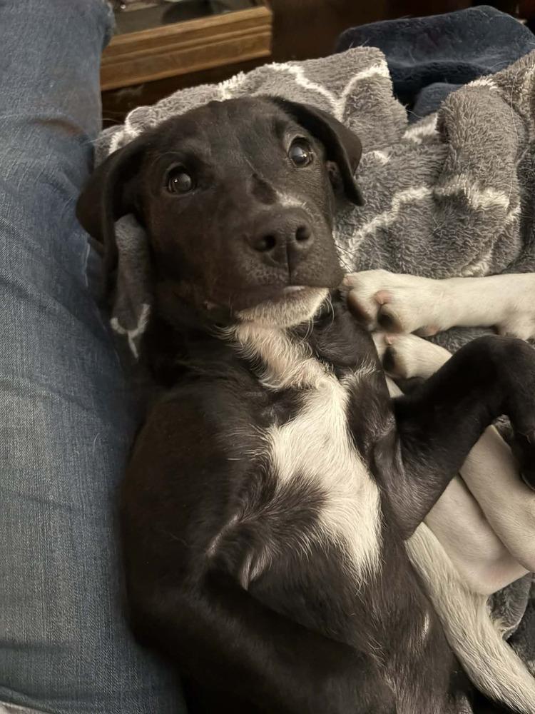 Eddie, a Adoptable mixed breed in Fort Lupton, CO image 1/6