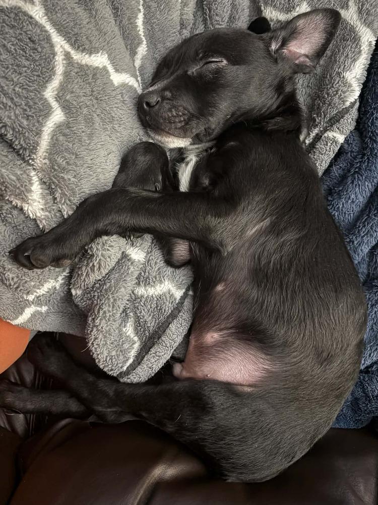 Eddie, a Adoptable mixed breed in Fort Lupton, CO image 2/6