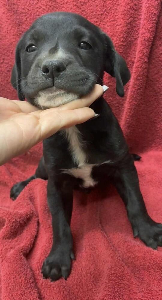 Eddie, a Adoptable mixed breed in Fort Lupton, CO image 3/6