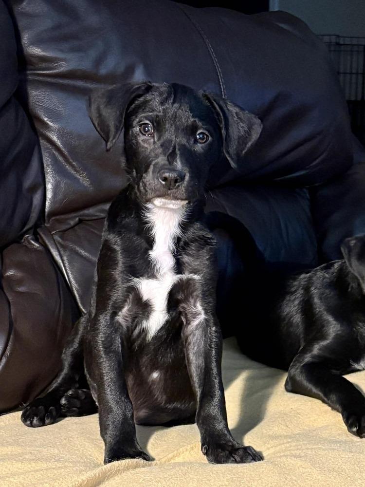 Eddie, a Adoptable mixed breed in Fort Lupton, CO image 4/6
