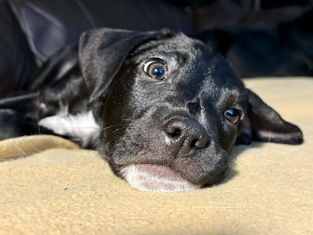 Eddie, a Adoptable mixed breed in Fort Lupton, CO image 5/6
