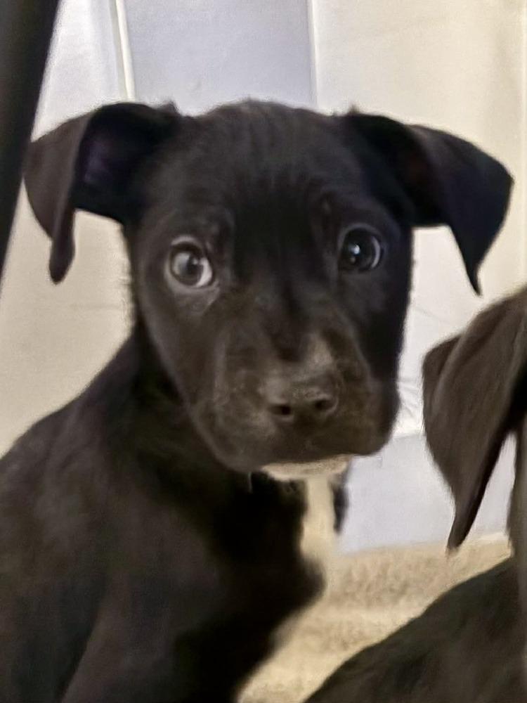 Eddie, a Adoptable mixed breed in Fort Lupton, CO image 6/6