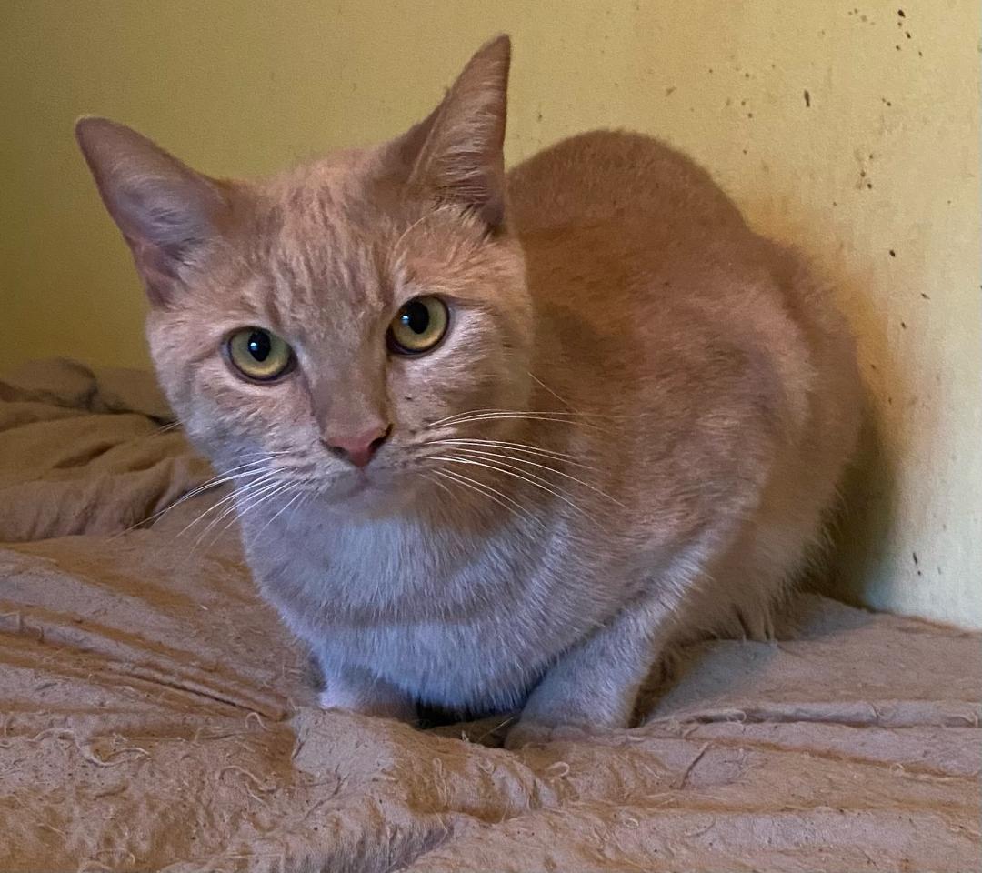 Chai, a Adoptable Domestic Short Hair in Chattanooga, TN image 2/6