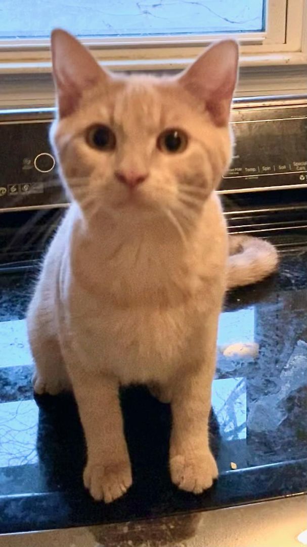 Chai, a Adoptable Domestic Short Hair in Chattanooga, TN image 5/6