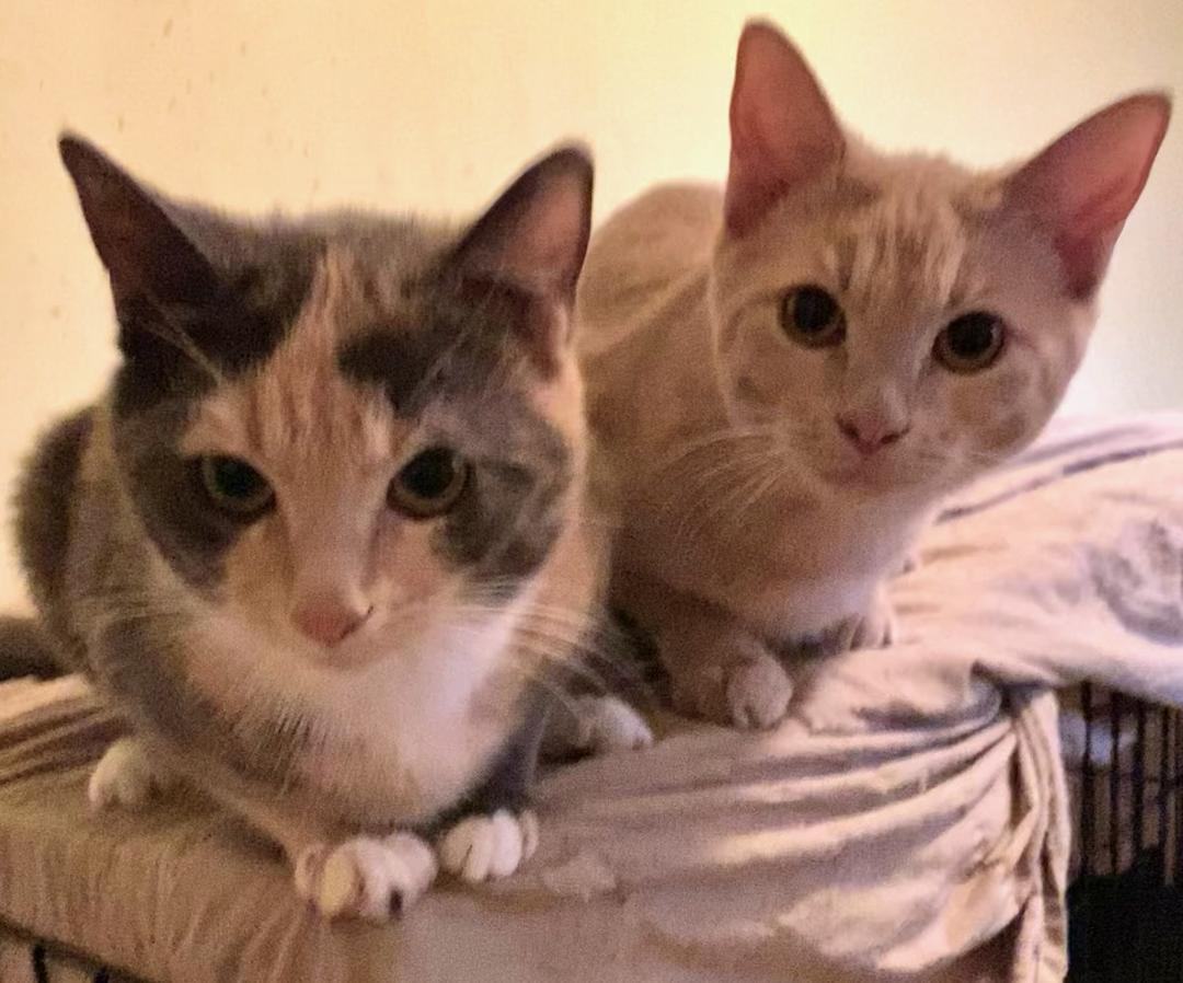 Chai, a Adoptable Domestic Short Hair in Chattanooga, TN image 4/6