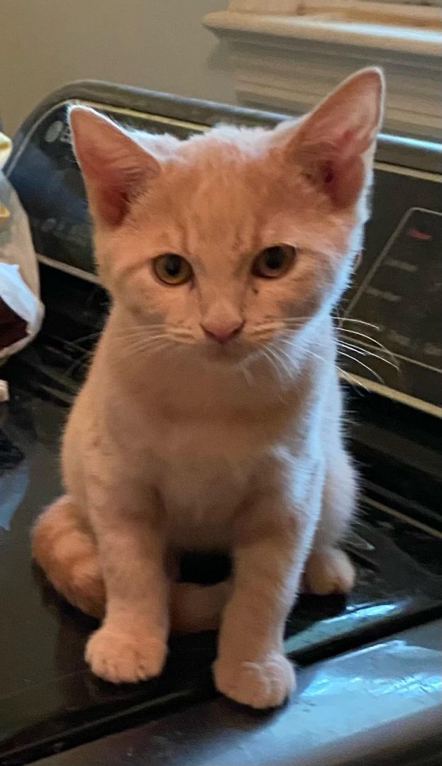 Chai, a Adoptable Domestic Short Hair in Chattanooga, TN image 6/6