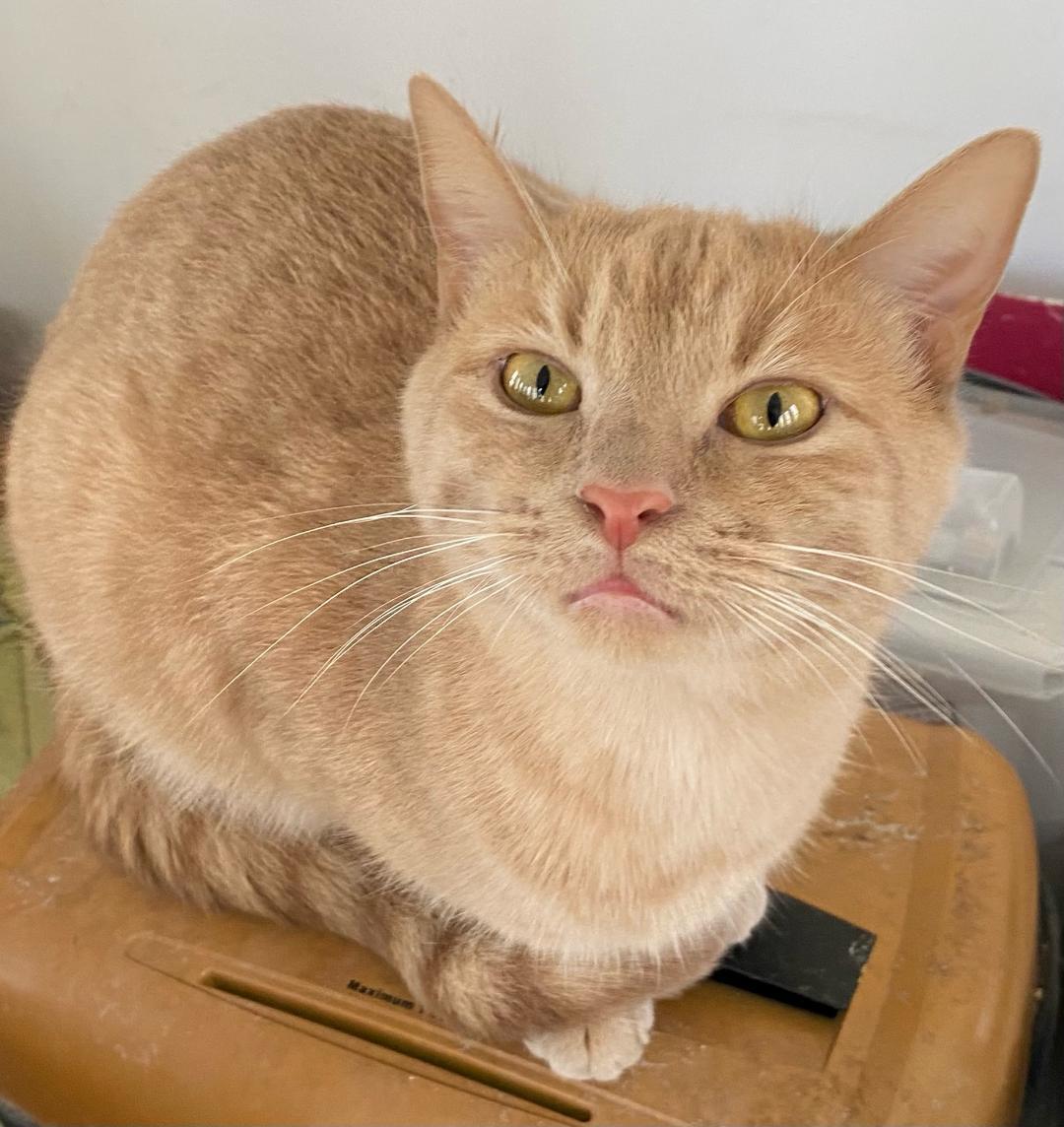 Chai, a Adoptable Domestic Short Hair in Chattanooga, TN image 1/6