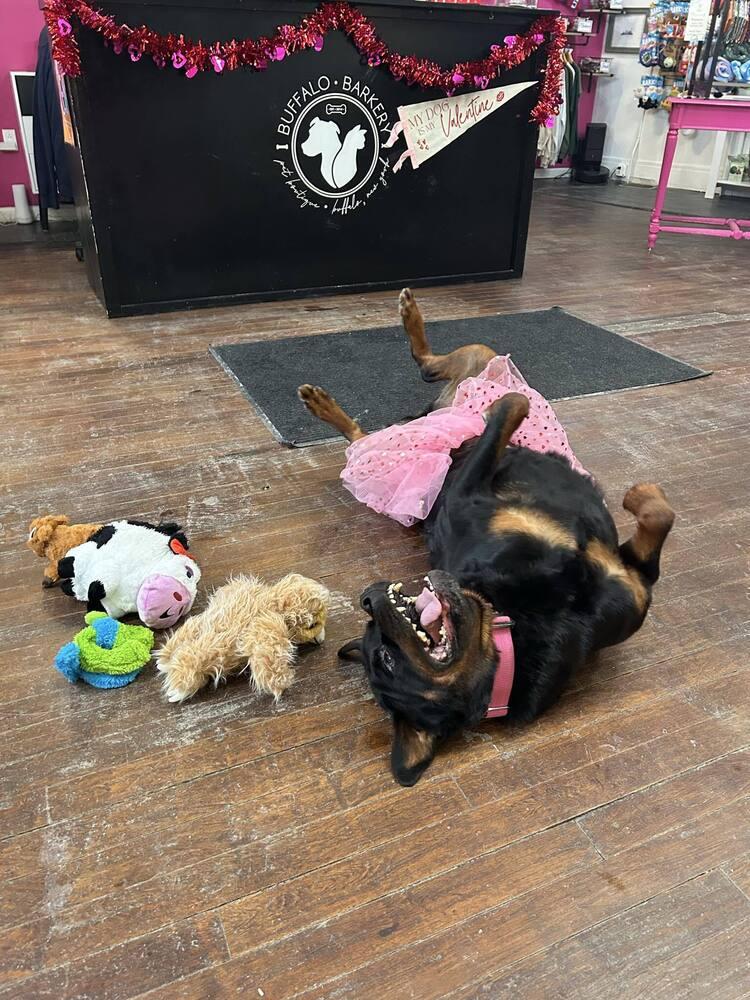 Rita, Adoptable, Adult Female Rottweiler.