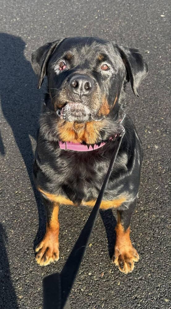 Enlarge Rita, a Adoptable mixed breed in Amherst, NY image 2/6