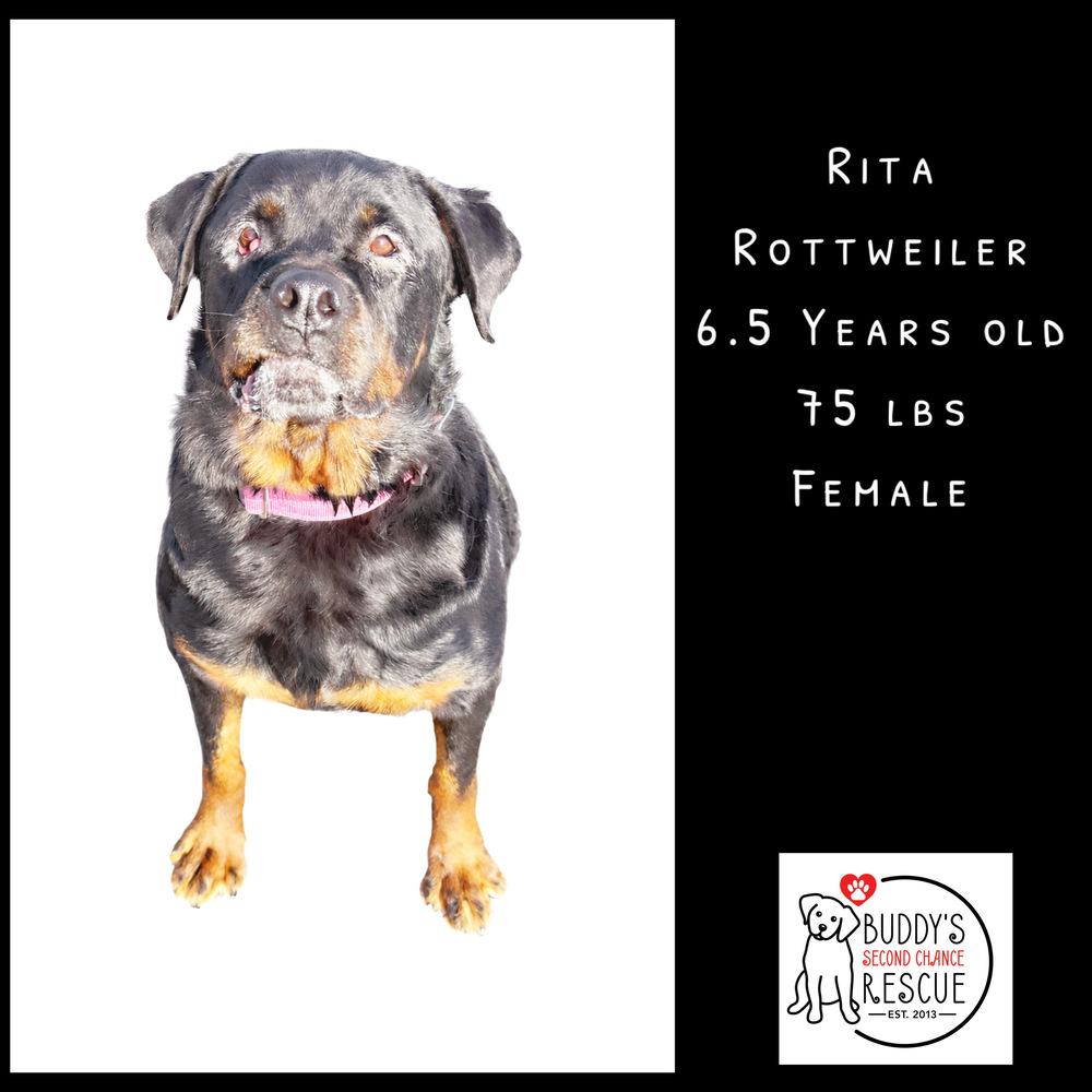 Enlarge Rita, a Adoptable mixed breed in Amherst, NY image 3/6