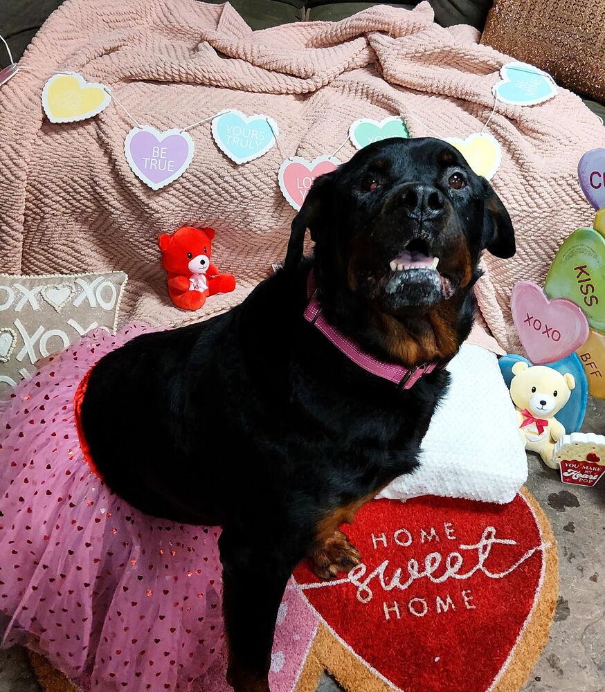 Enlarge Rita, a Adoptable mixed breed in Amherst, NY image 4/6