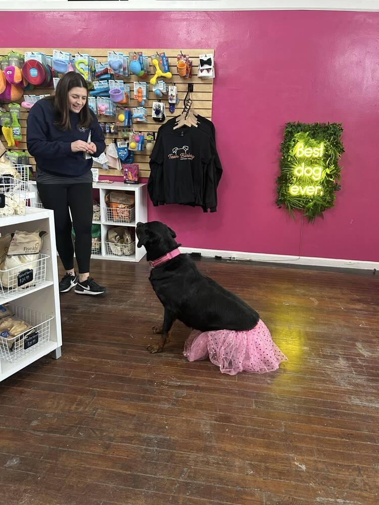 Enlarge Rita, a Adoptable mixed breed in Amherst, NY image 6/6