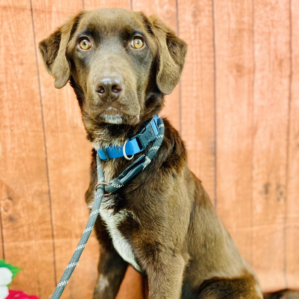 Hershey, Adoptable, Young Male German Shorthaired Pointer & Chocolate Labrador Retriever.