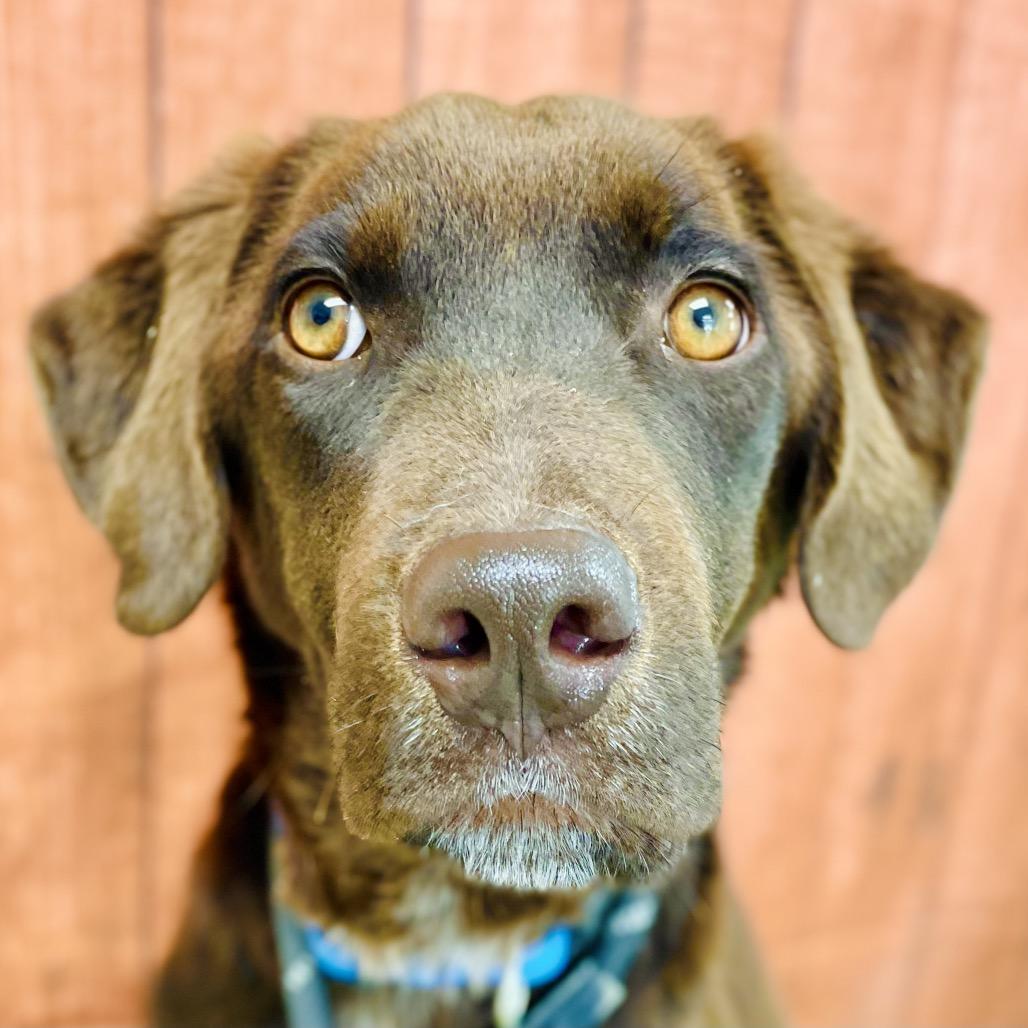 Enlarge Hershey, a Adoptable mixed breed in Lebanon, MO image 2/4