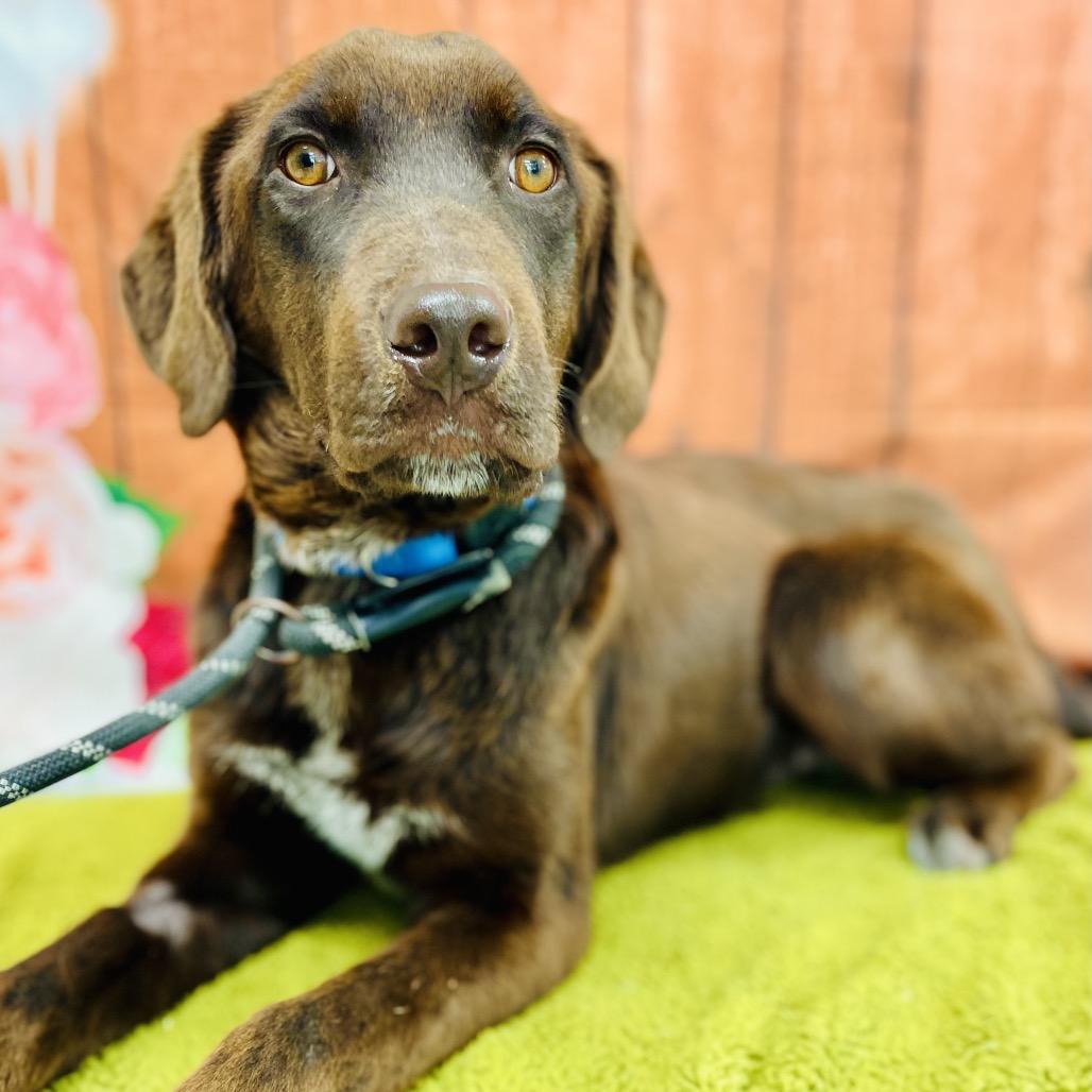 Enlarge Hershey, a Adoptable mixed breed in Lebanon, MO image 3/4