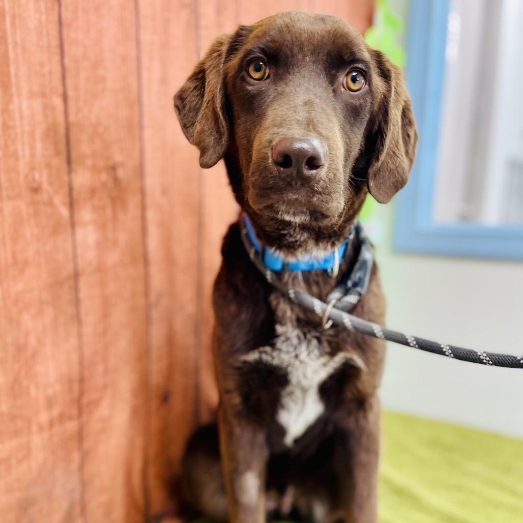 Enlarge Hershey, a Adoptable mixed breed in Lebanon, MO image 4/4