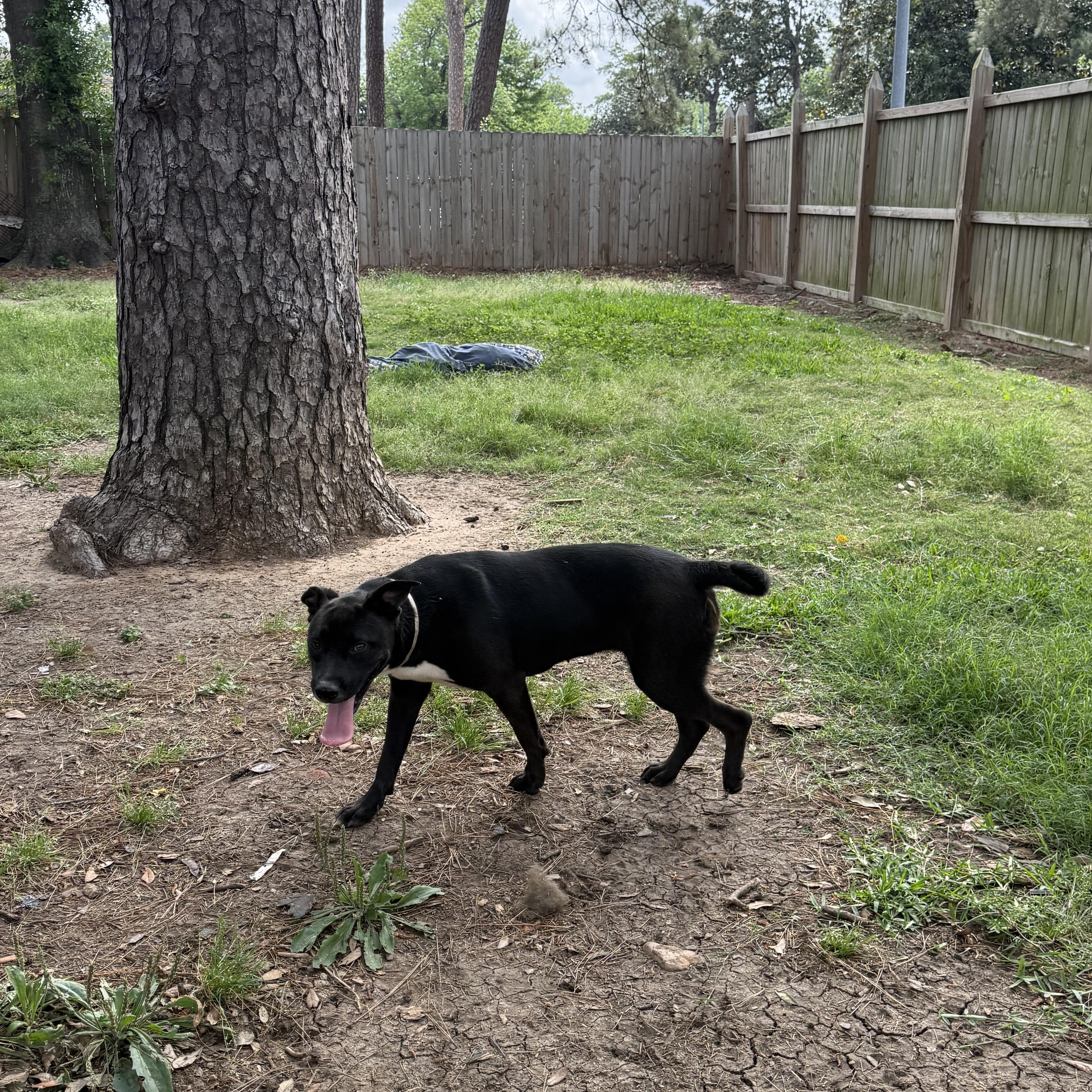 Enlarge MALIAH, a ADOPTABLE mixed breed in Annandale, VA image 2/4