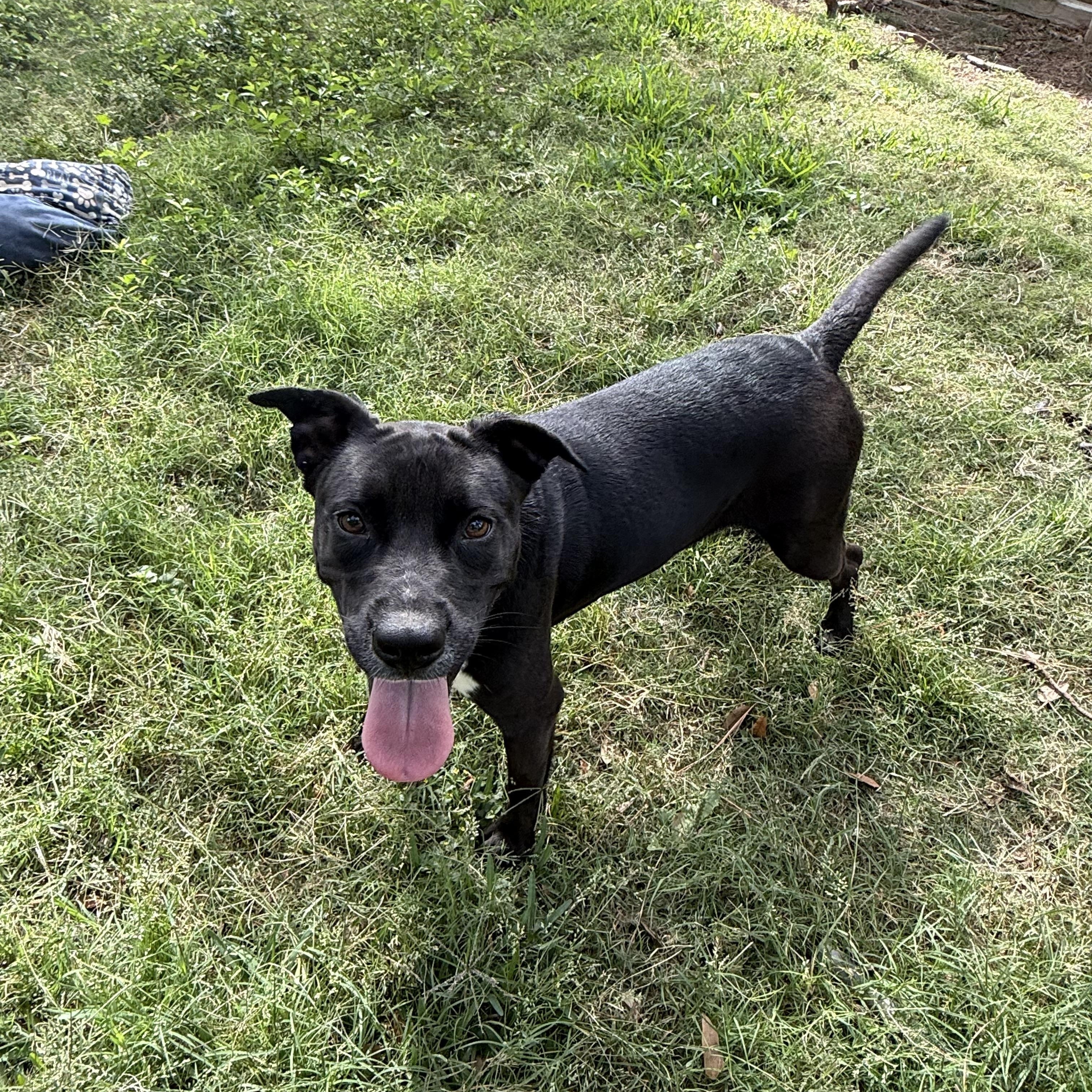 Enlarge MALIAH, a ADOPTABLE mixed breed in Annandale, VA image 1/4